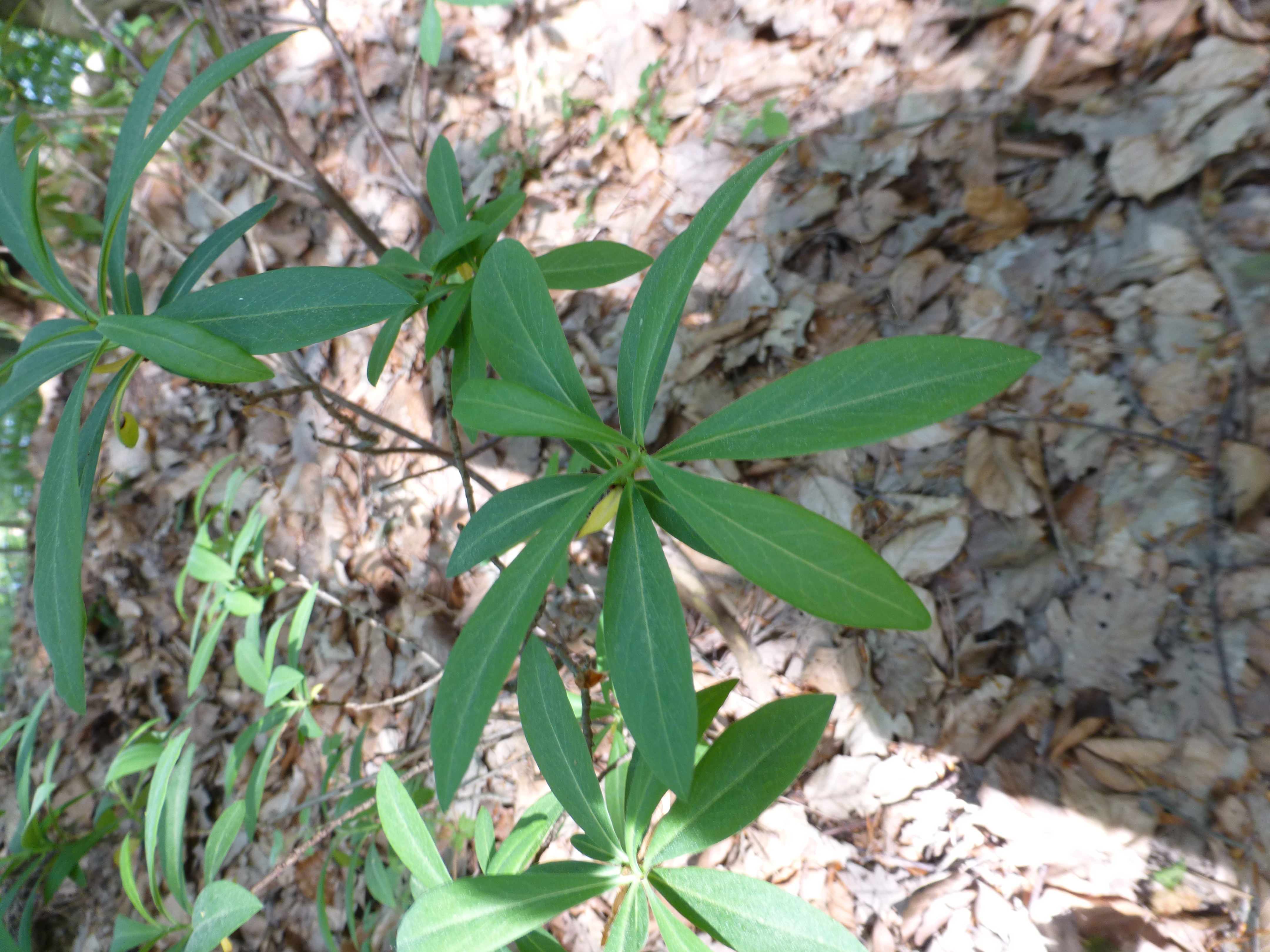 17052013134439 531 art 483 daphne mezereum 3