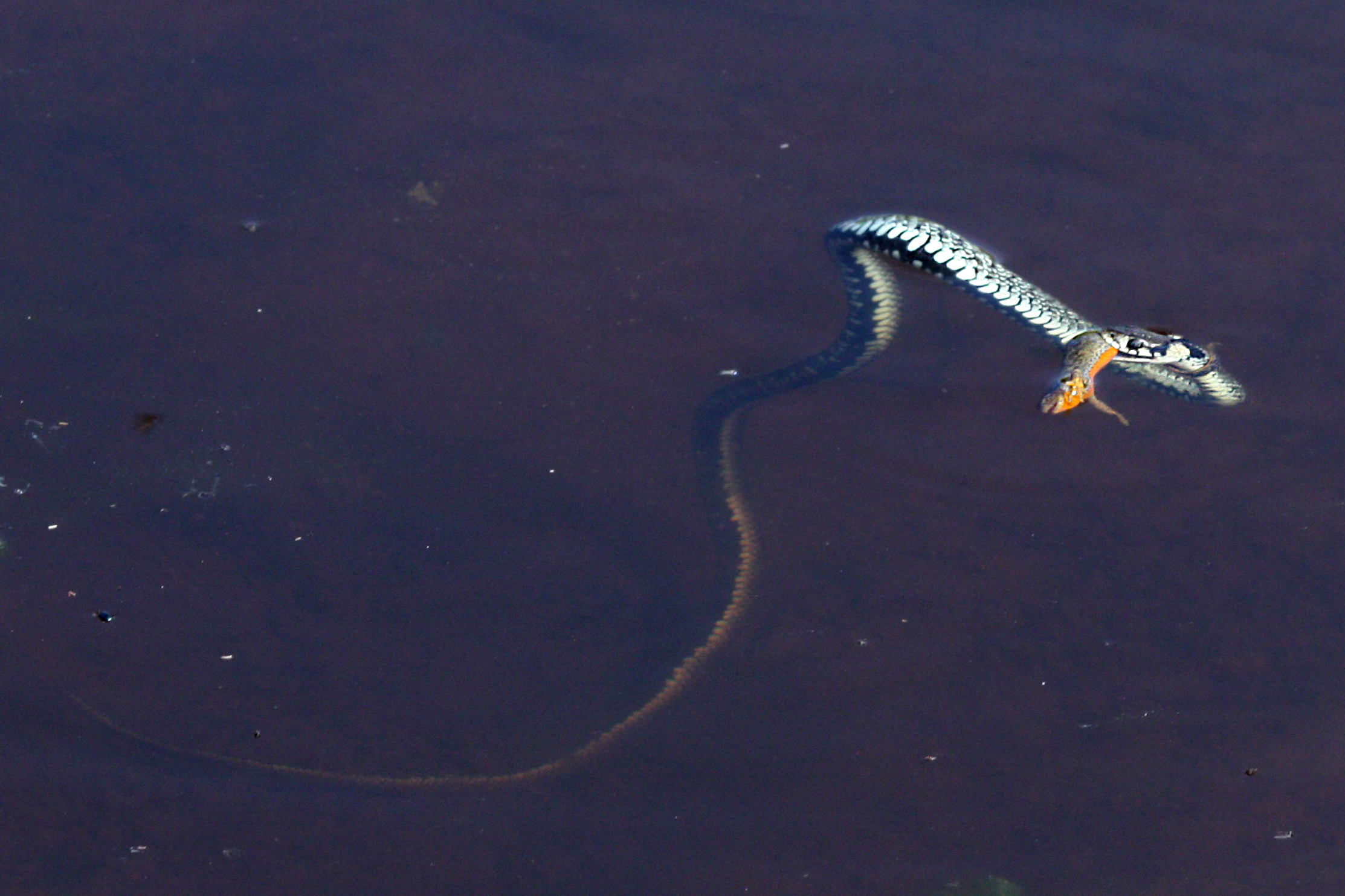 17092013043806 2141 art 932 natrix natrix ringelnatter ichthyosaura alpestris bergmolch 0.2