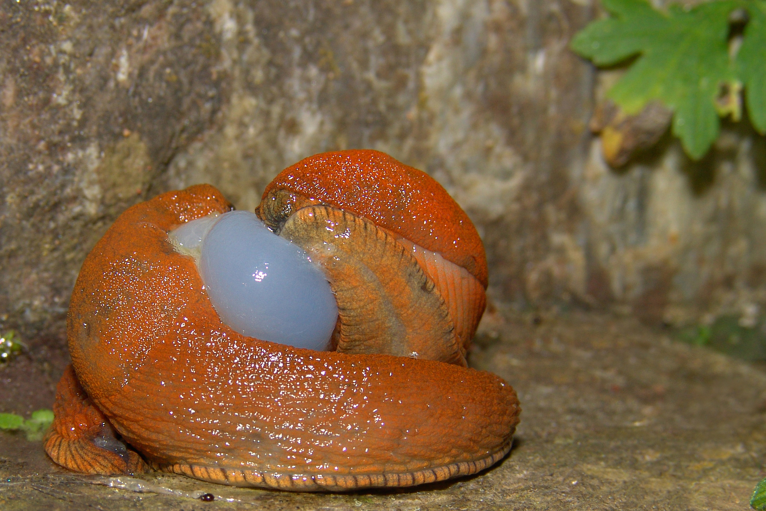 17092013051229 2147 art 1380 arion vulgaris spanische wegschnecke3.2