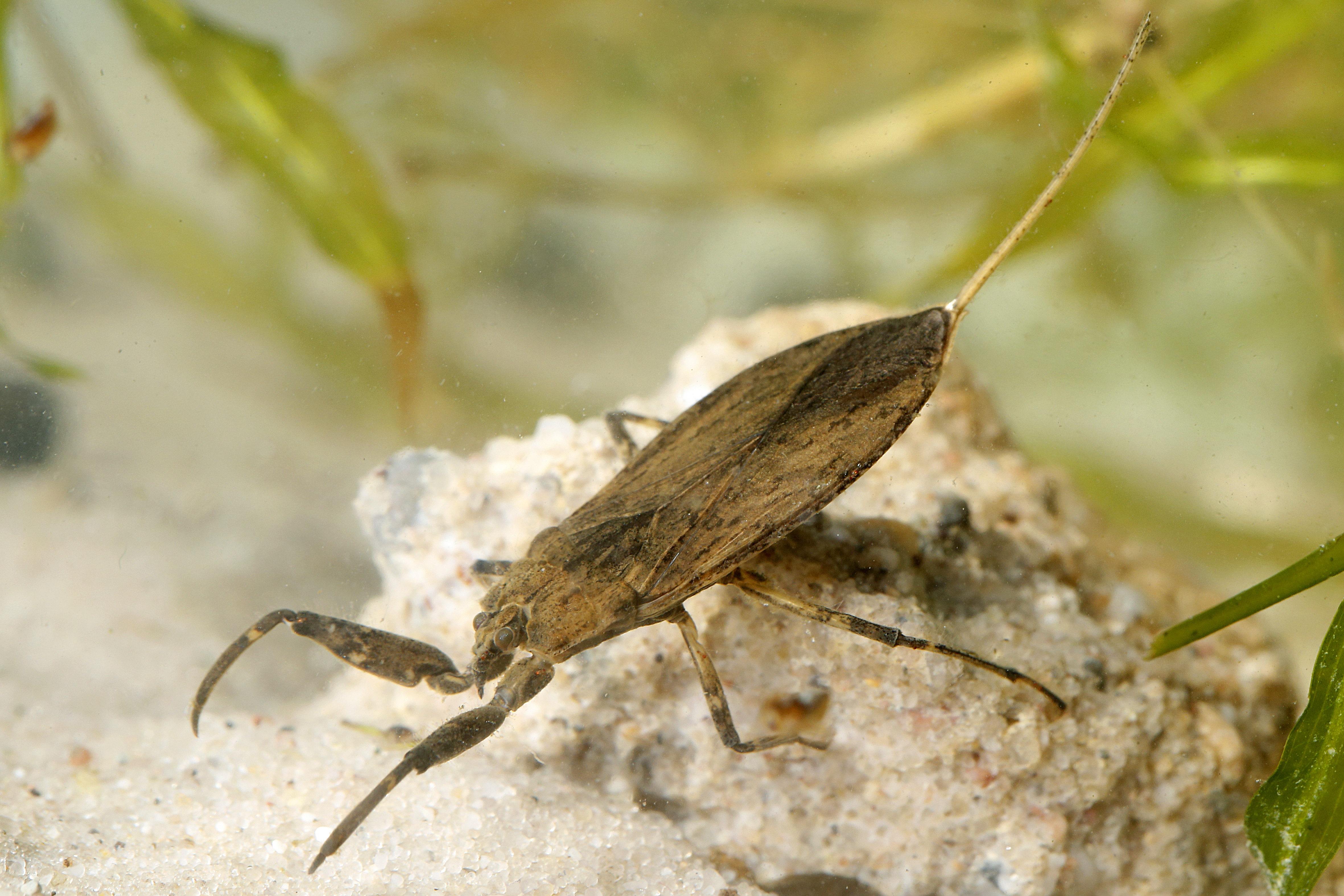 17092013065448 2159 art 1381 nepa cinerea wasserskorpion1.2