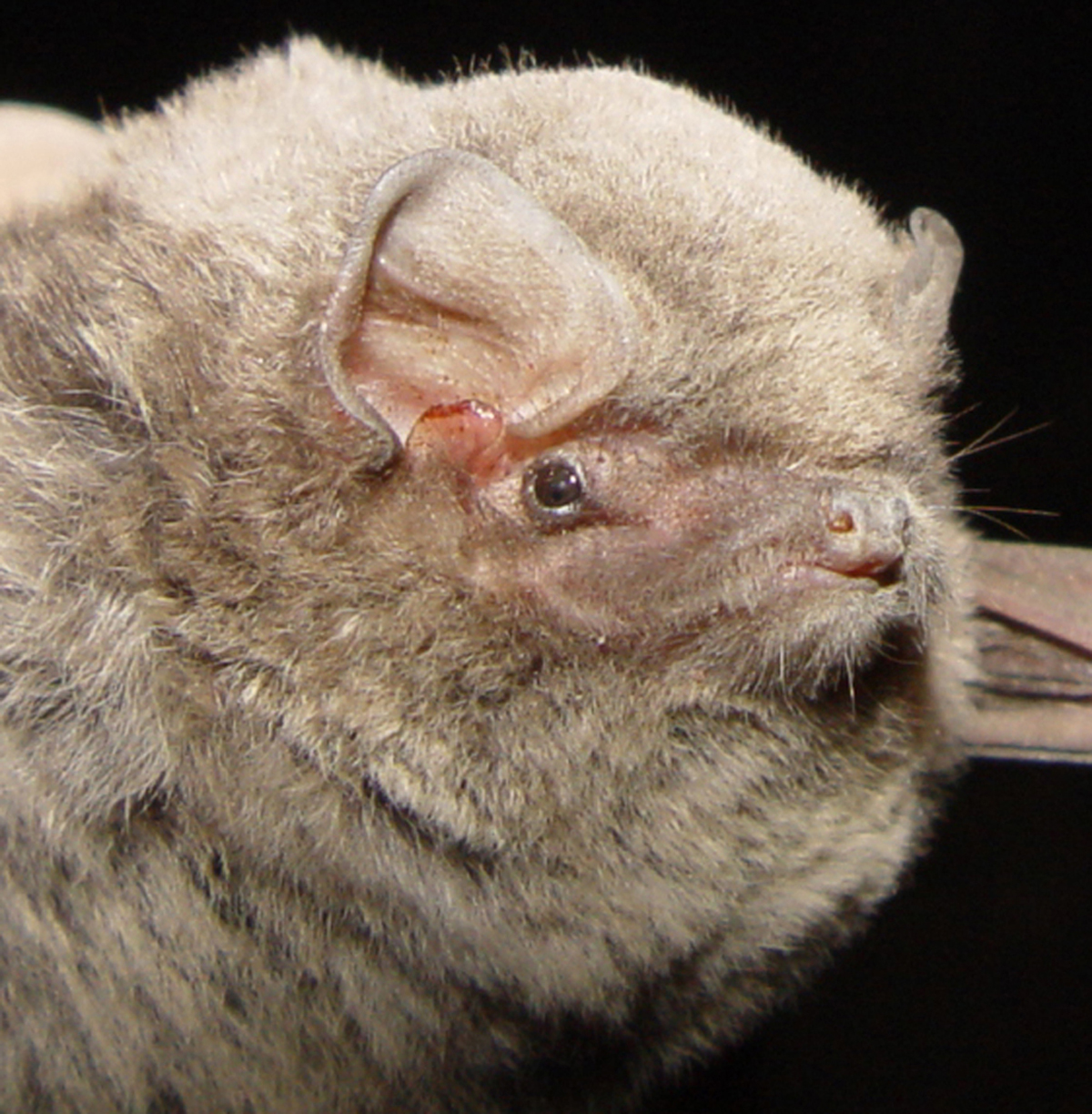 18052013101944 548 art 347 miniopterus schreibersii portreait f primoz presetnik