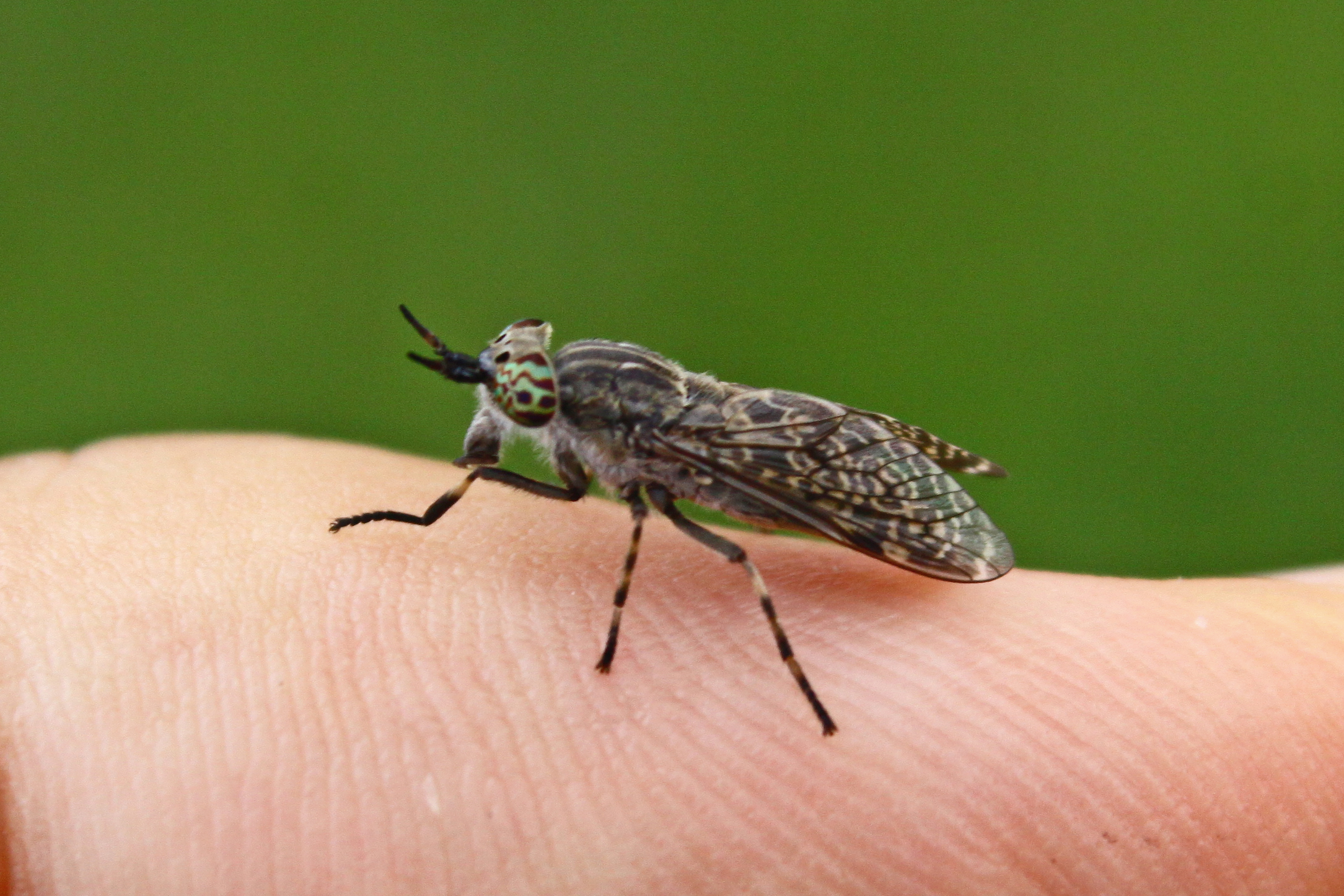 18082013221713 1478 art 1203 haematapoda pluvialis regenbremse unterrohr rauchmuhle 22 404