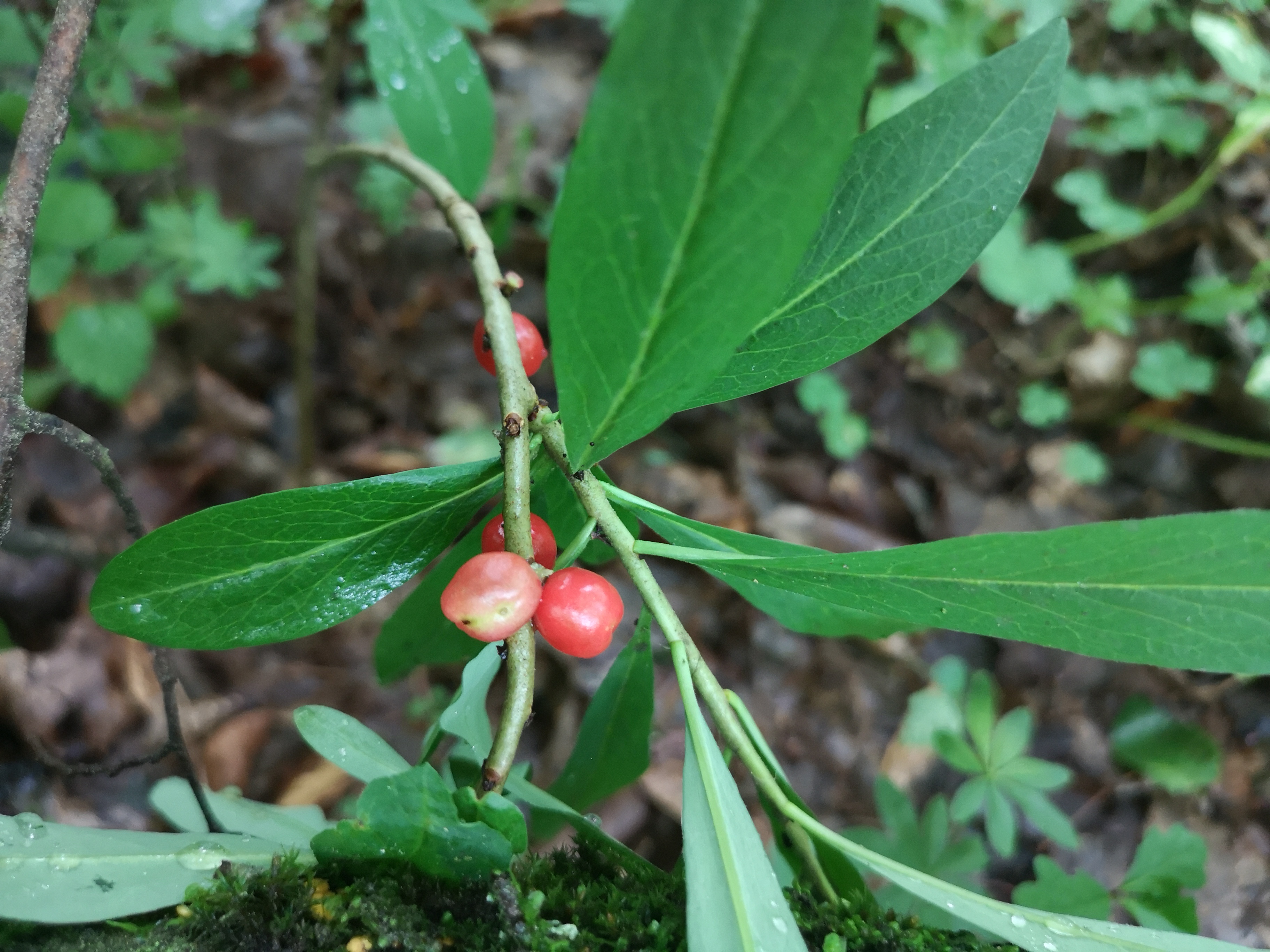 18112020105639 3925 art 483 daphne mezereum