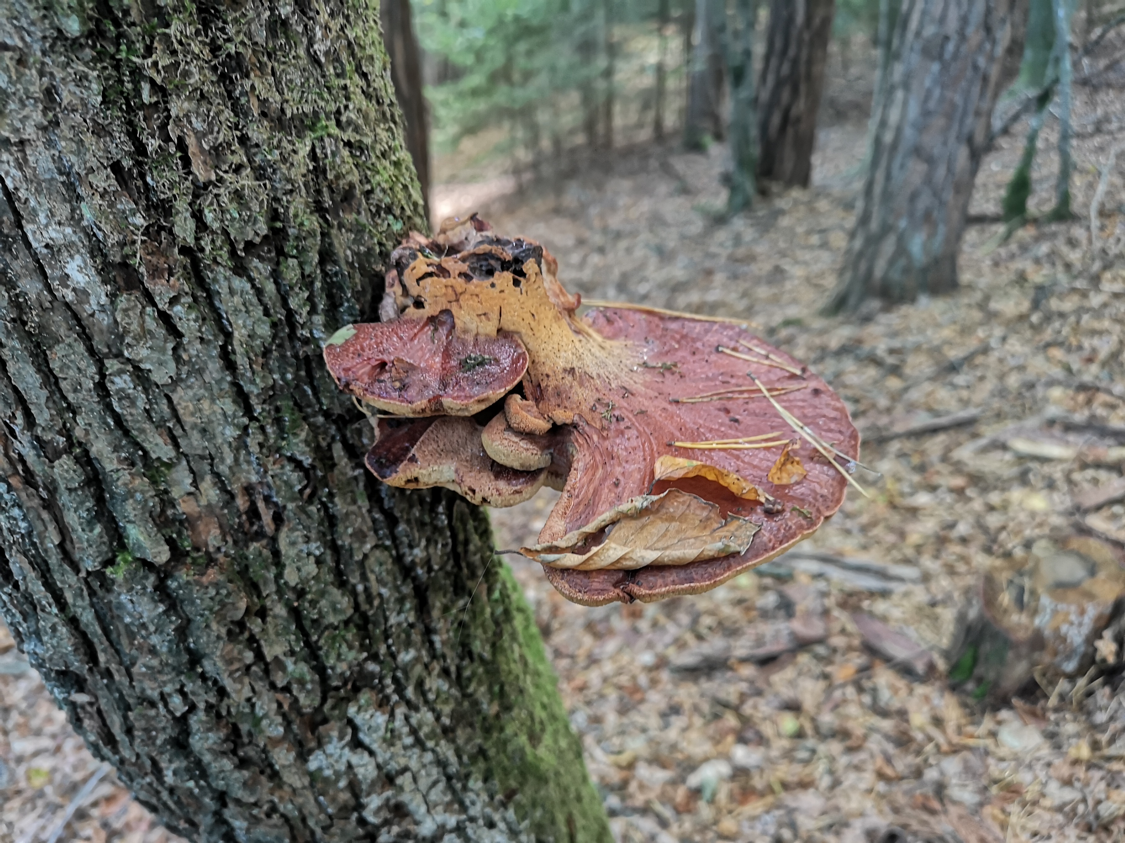 18112020110337 3930 art 771 fistulina hepatica1
