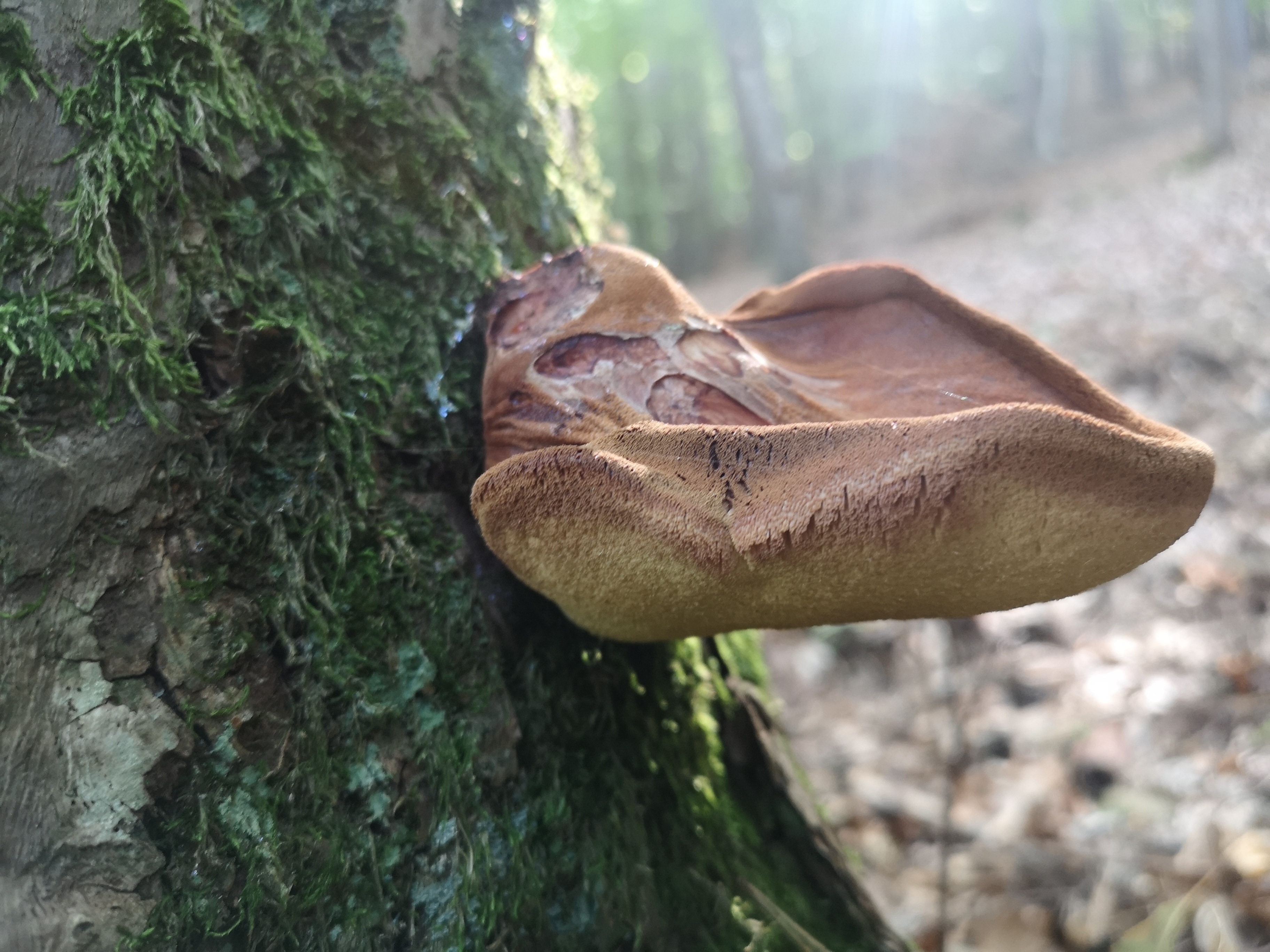 18112020110502 3932 art 771 fistulina hepatica2 6