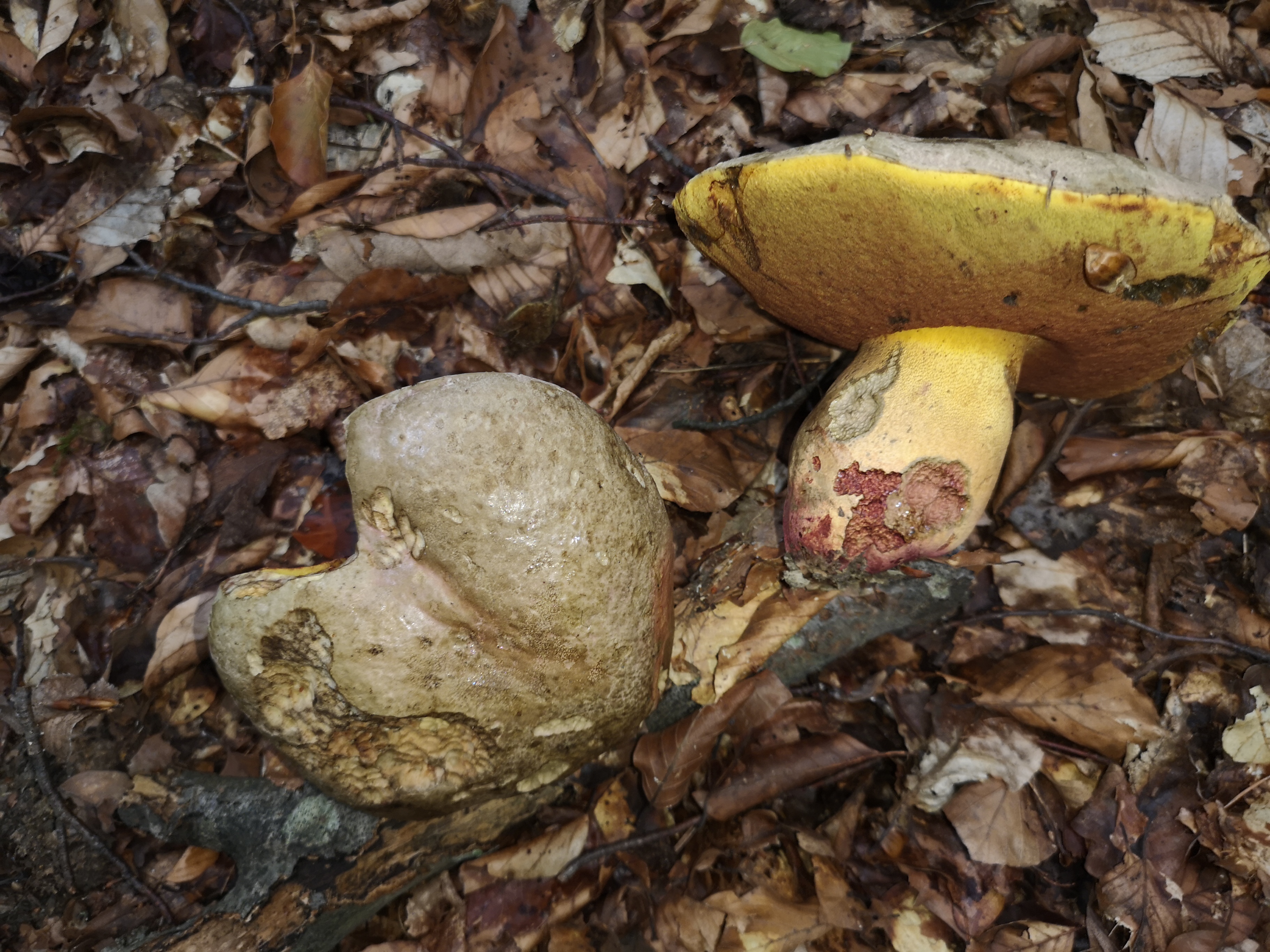 18112020123200 3947 art 396 imperator rhodopurpureus