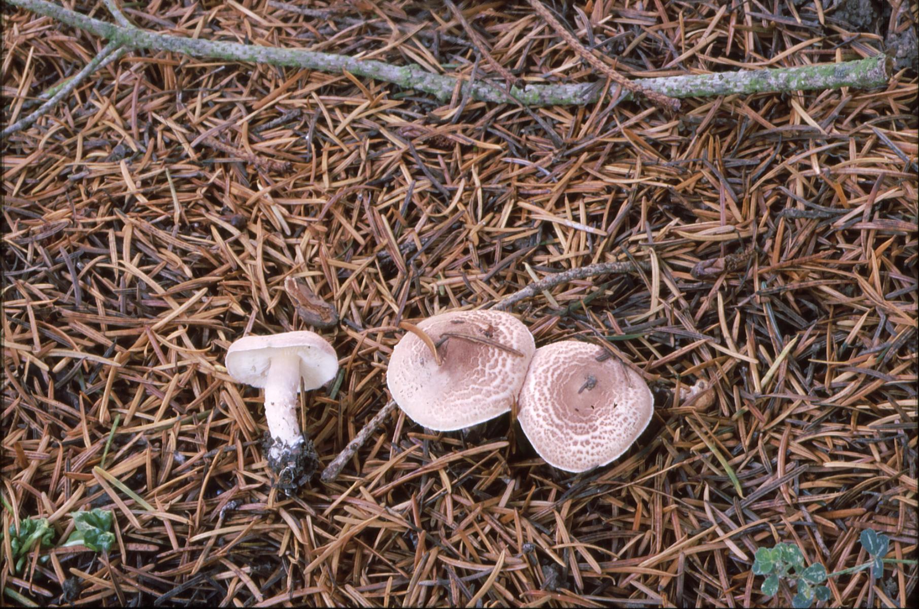 19022018112812 3420 art 2057 l. subincarnata
