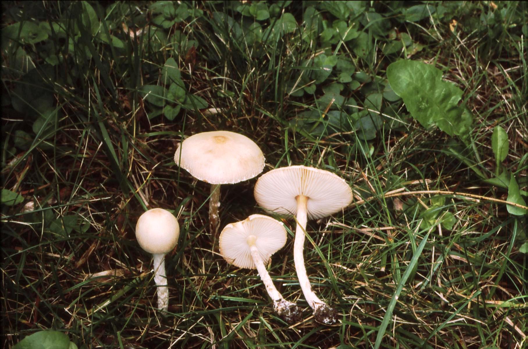 19022018131506 3422 art 2059 l. oreadiformis