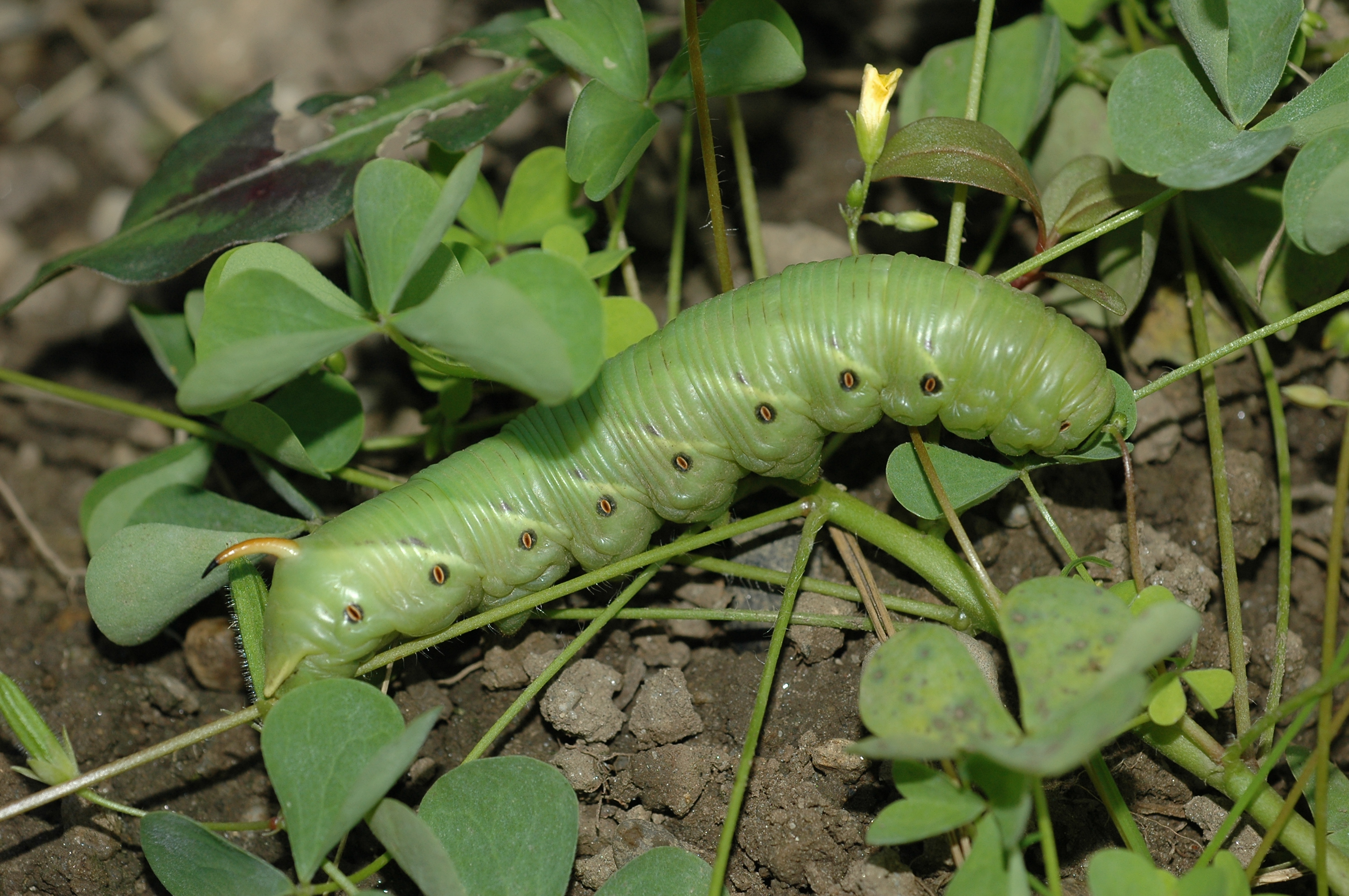 20052013114125 594 art 612 agrius convolvuli 1