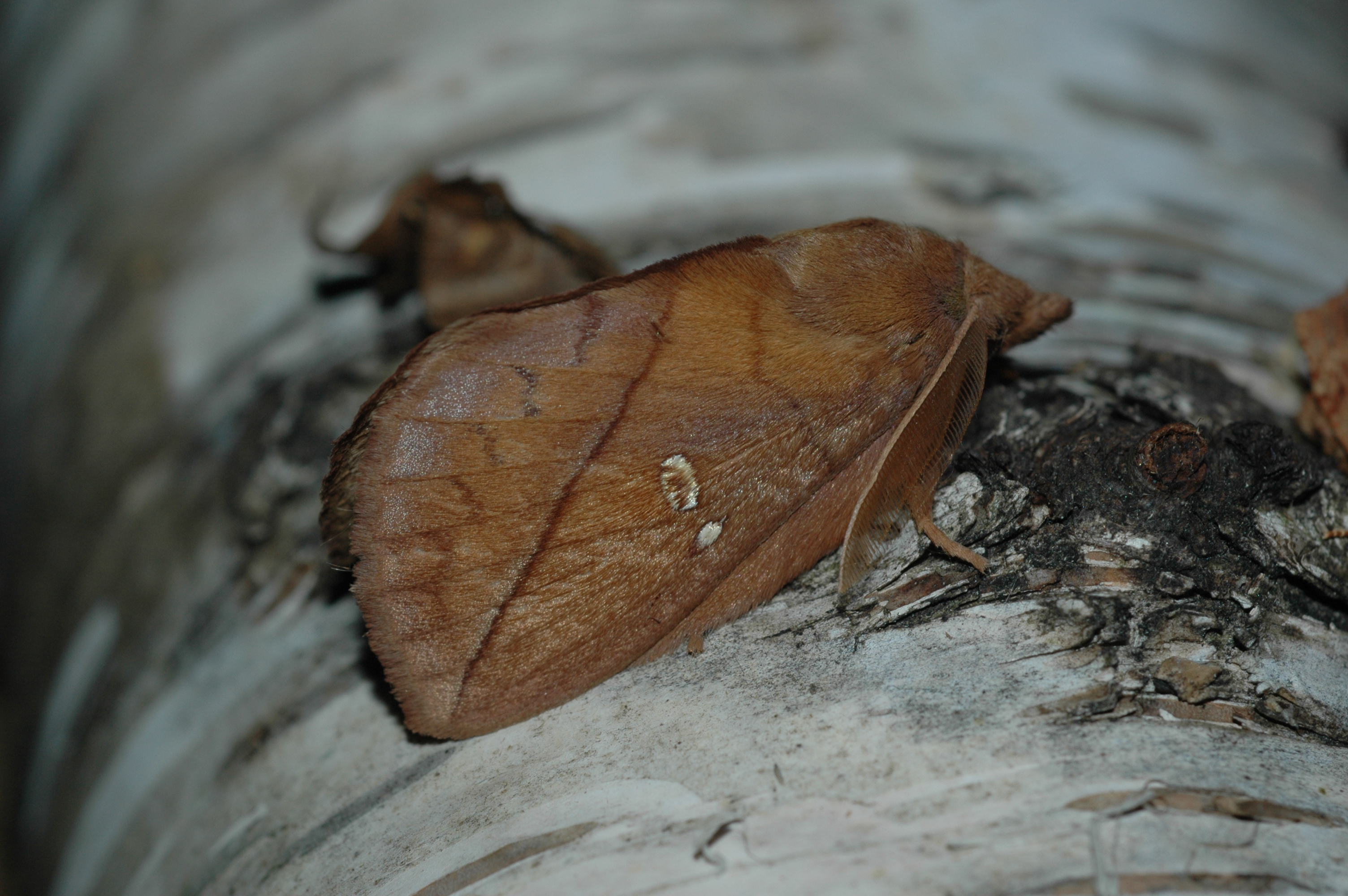 20052013175552 611 art 624 euthrix potatoria