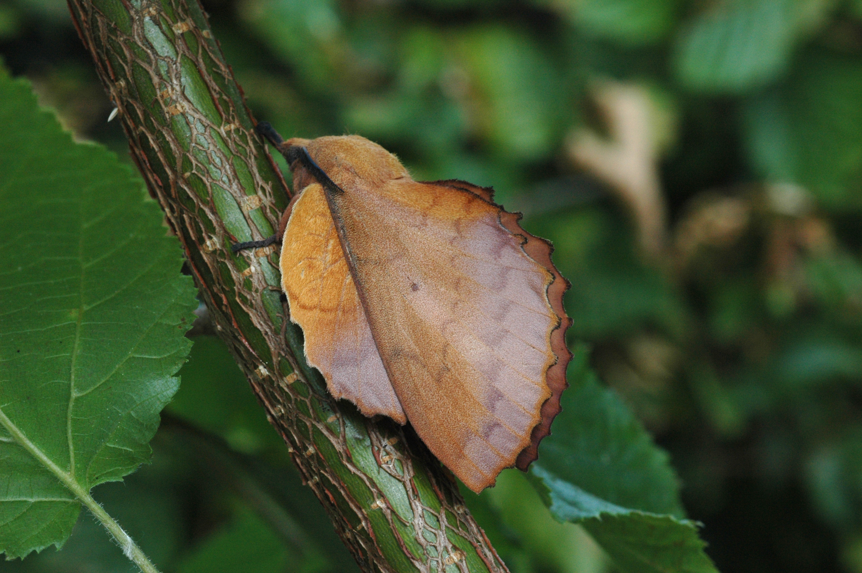 20052013182945 616 art 625 gastropacha quercifolia 132a