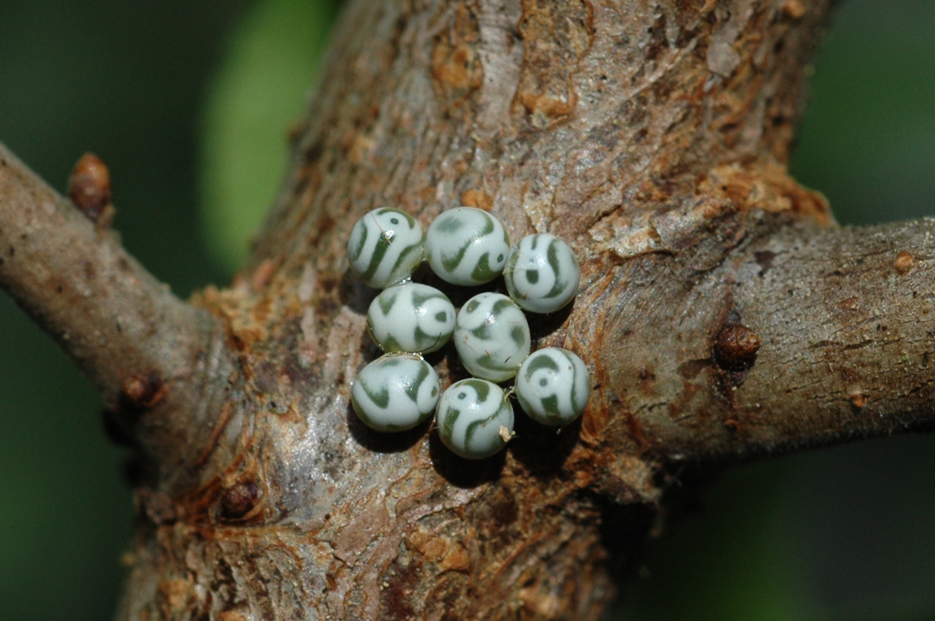 20052013183020 617 art 625 gastropacha quercifolia 189a