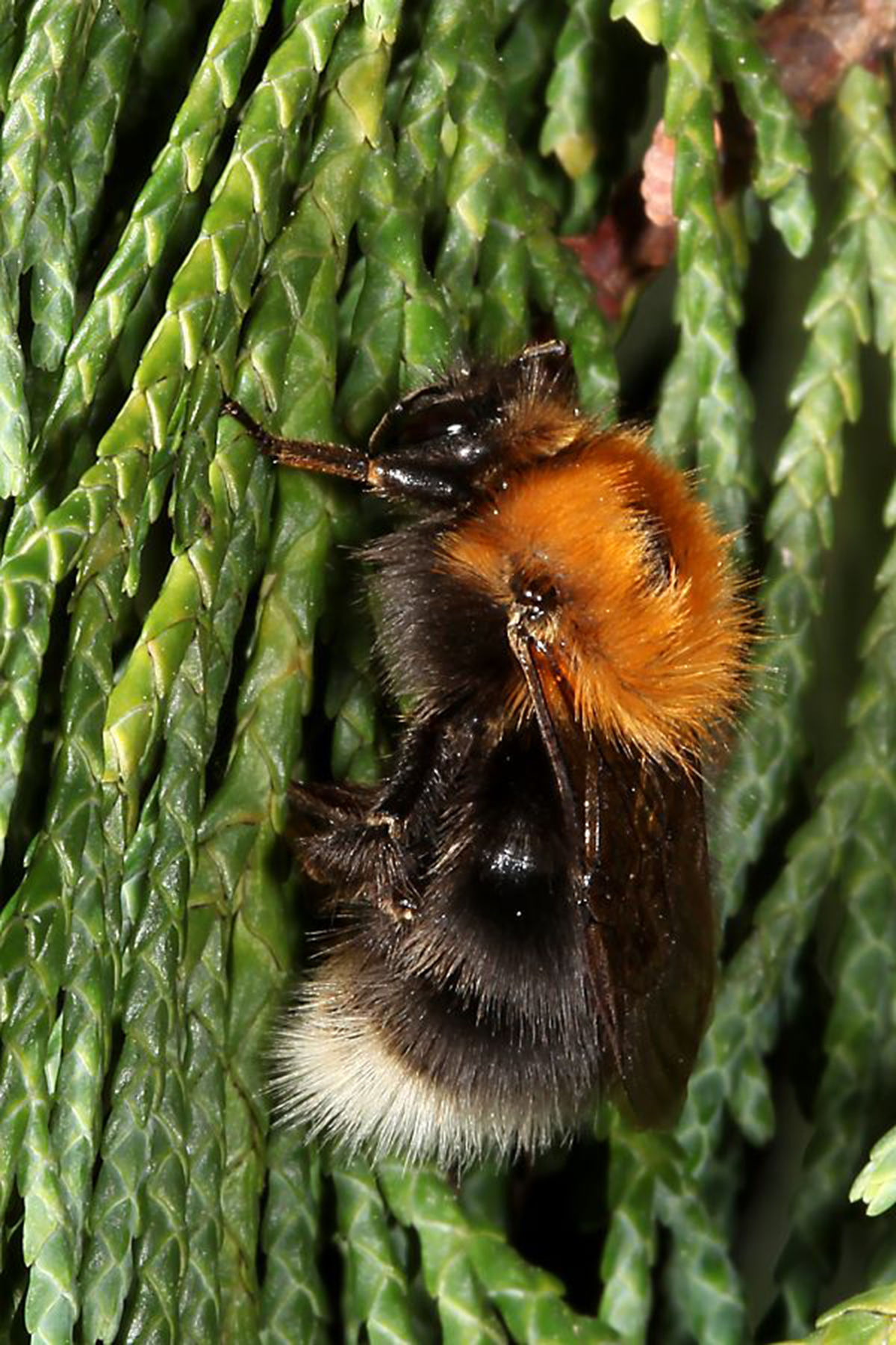 20052013184553 622 art 368 bombus hypnorum 01
