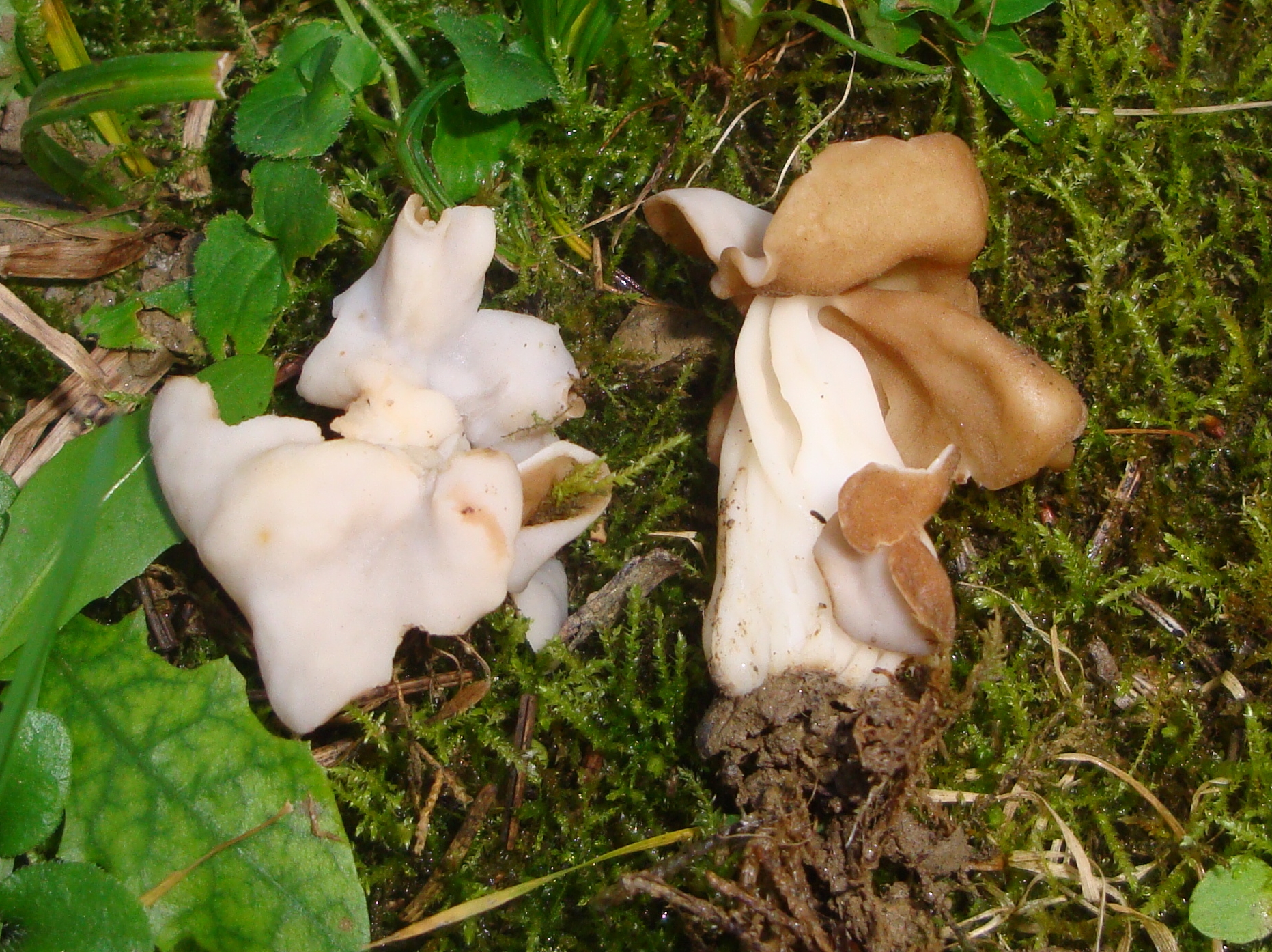 20112017222744 3321 art 652 helvella crispa