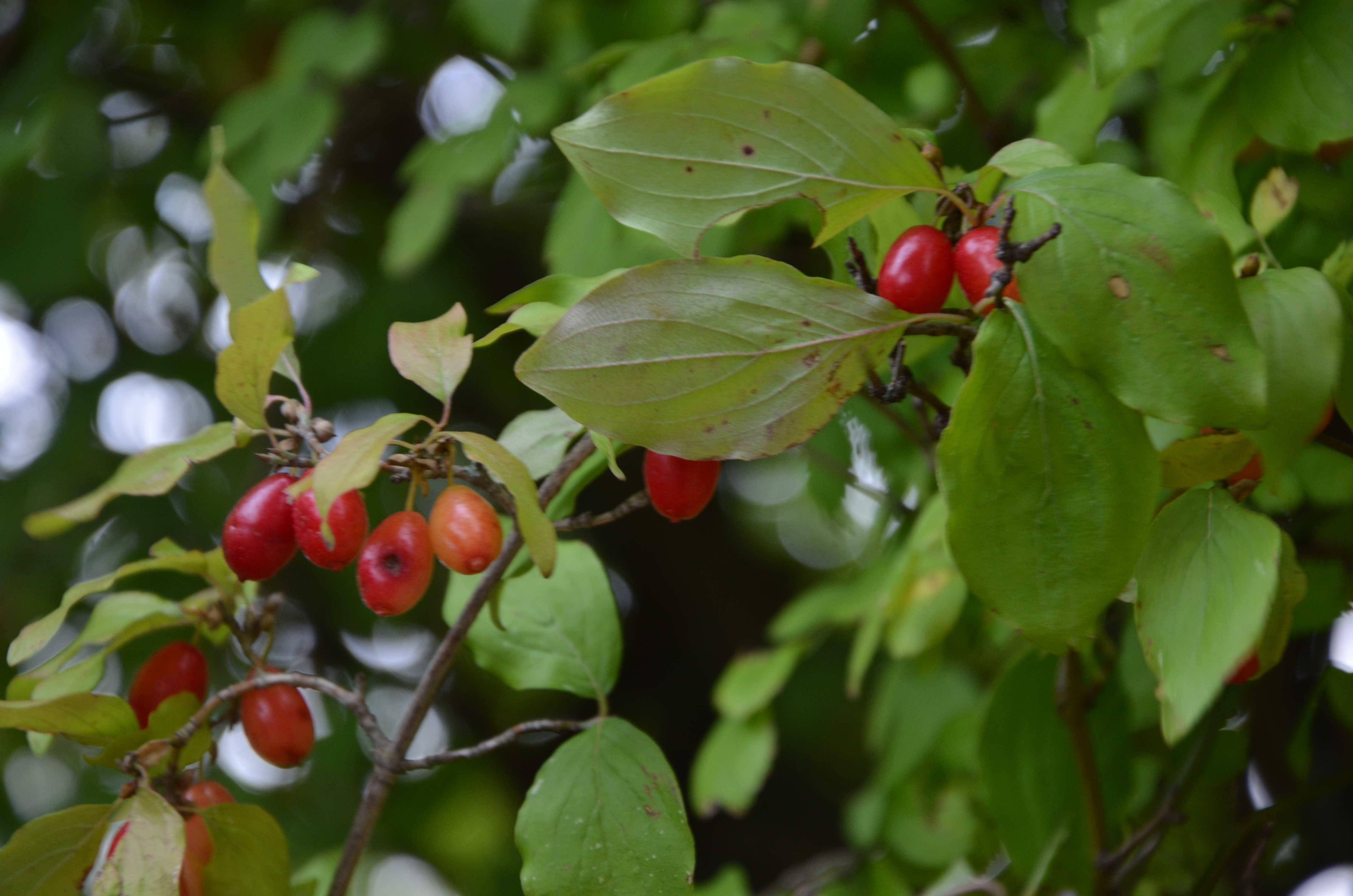 21082013162936 1542 art 1227 dsc 8478