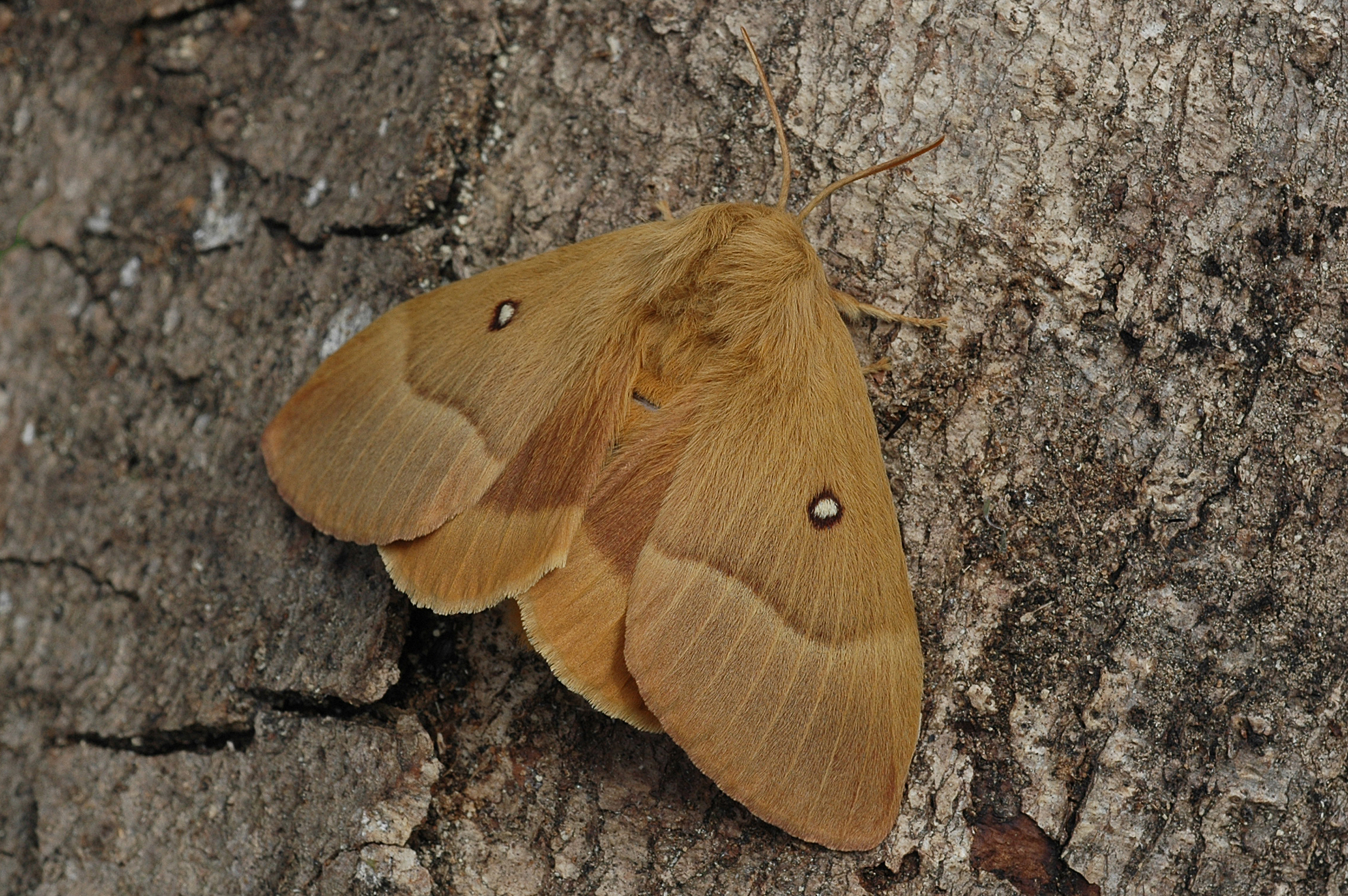 21082013191349 1559 art 1233 lasiocampa quercus 48ab