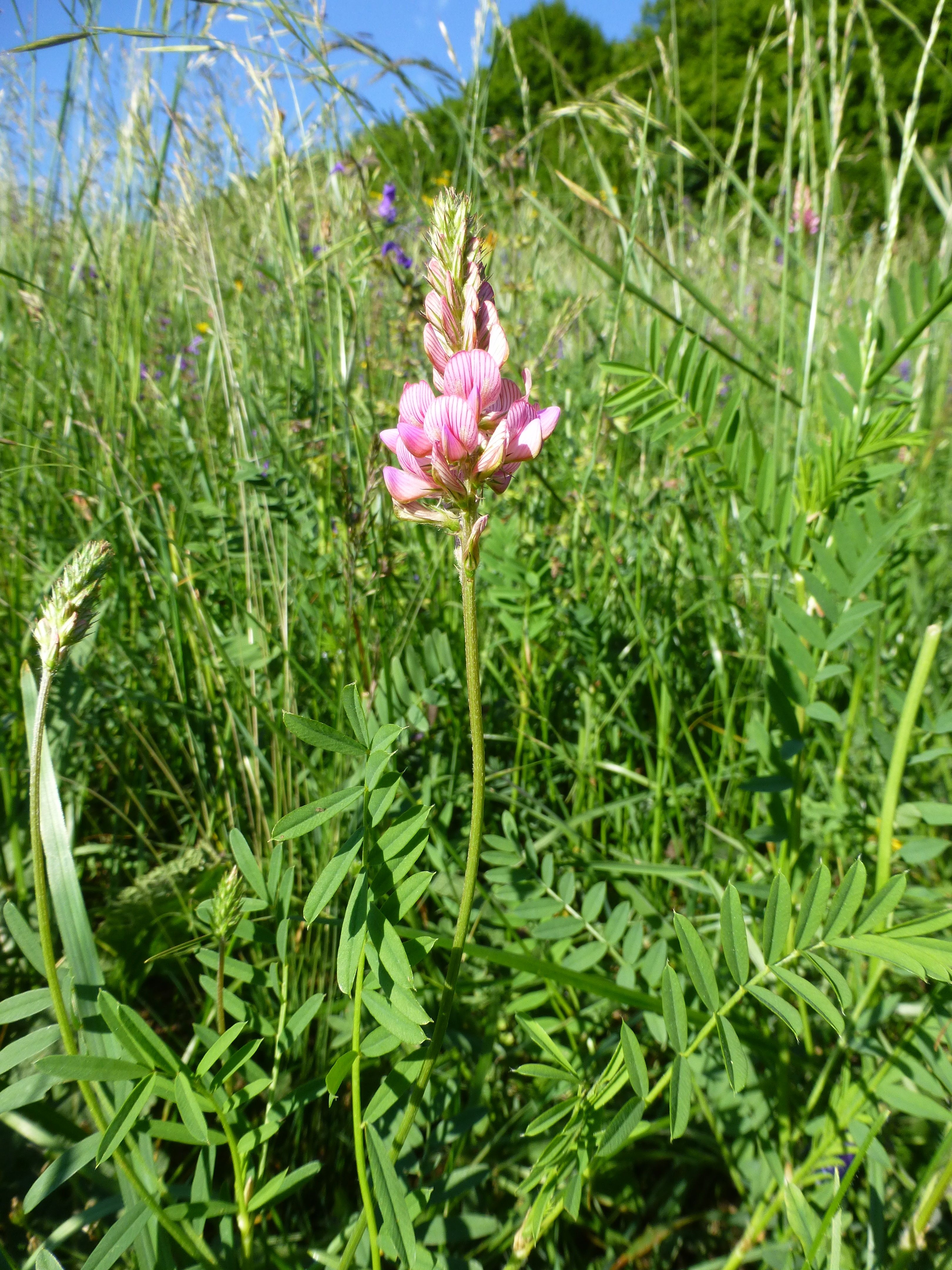 25052014203516 2386 art 559 onobrychis viciifolia