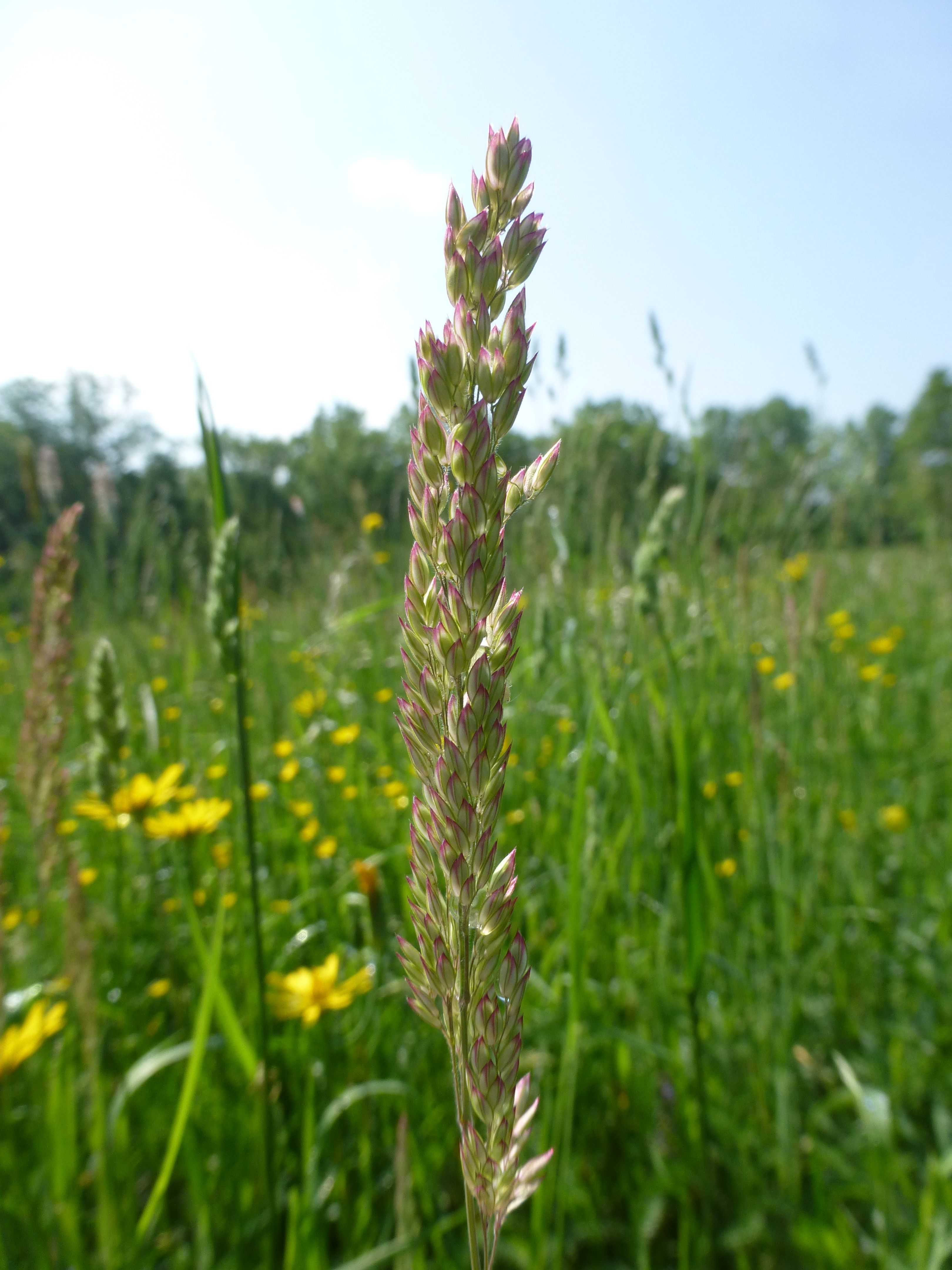 25052014211214 2411 art 567 holcus lanatus 4