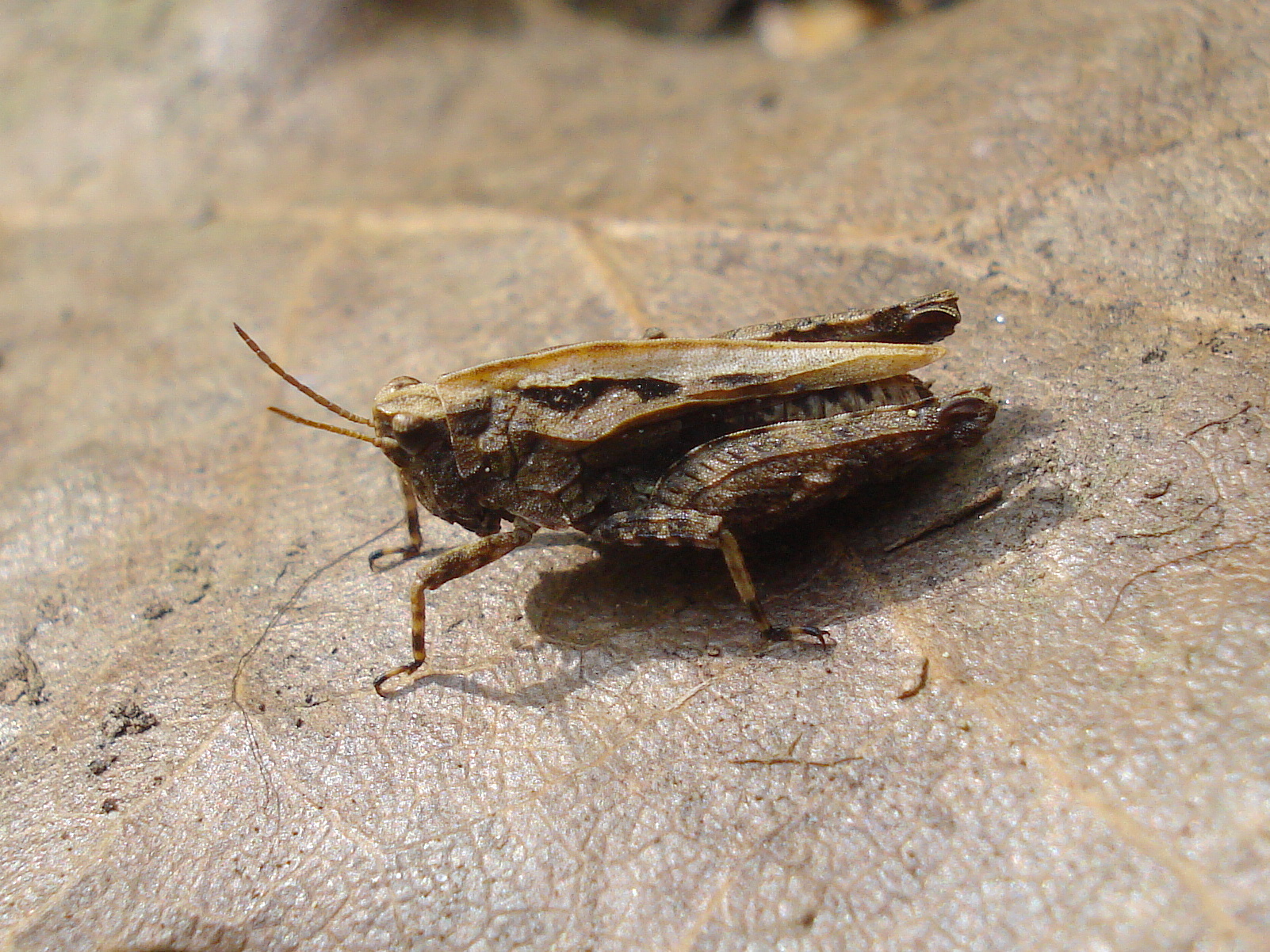 25062013192317 1039 art 871 gemeine dornschrecke04