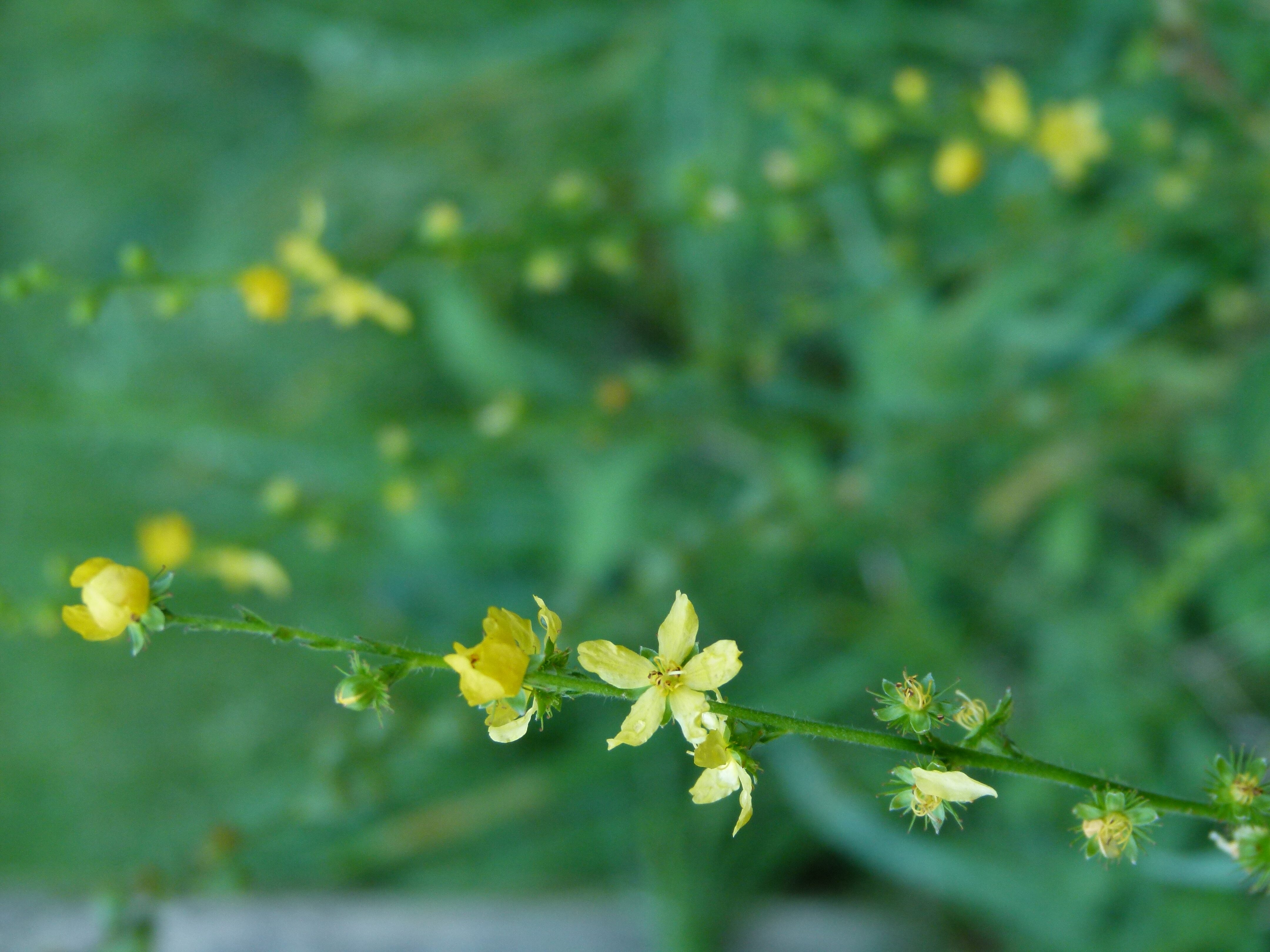 25082013125530 1592 art 434 p1020345