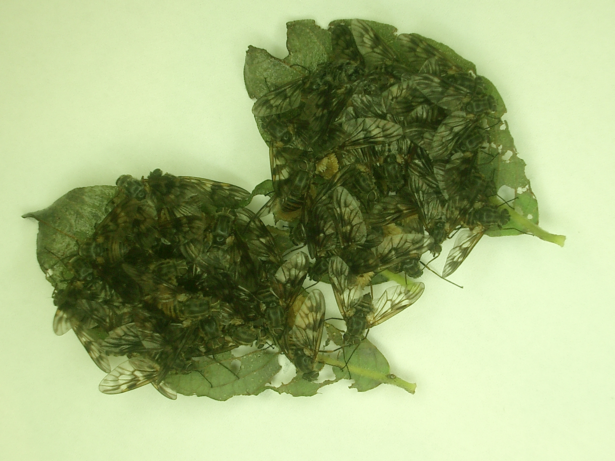 26062013195320 1061 art 925 ibisfliegen