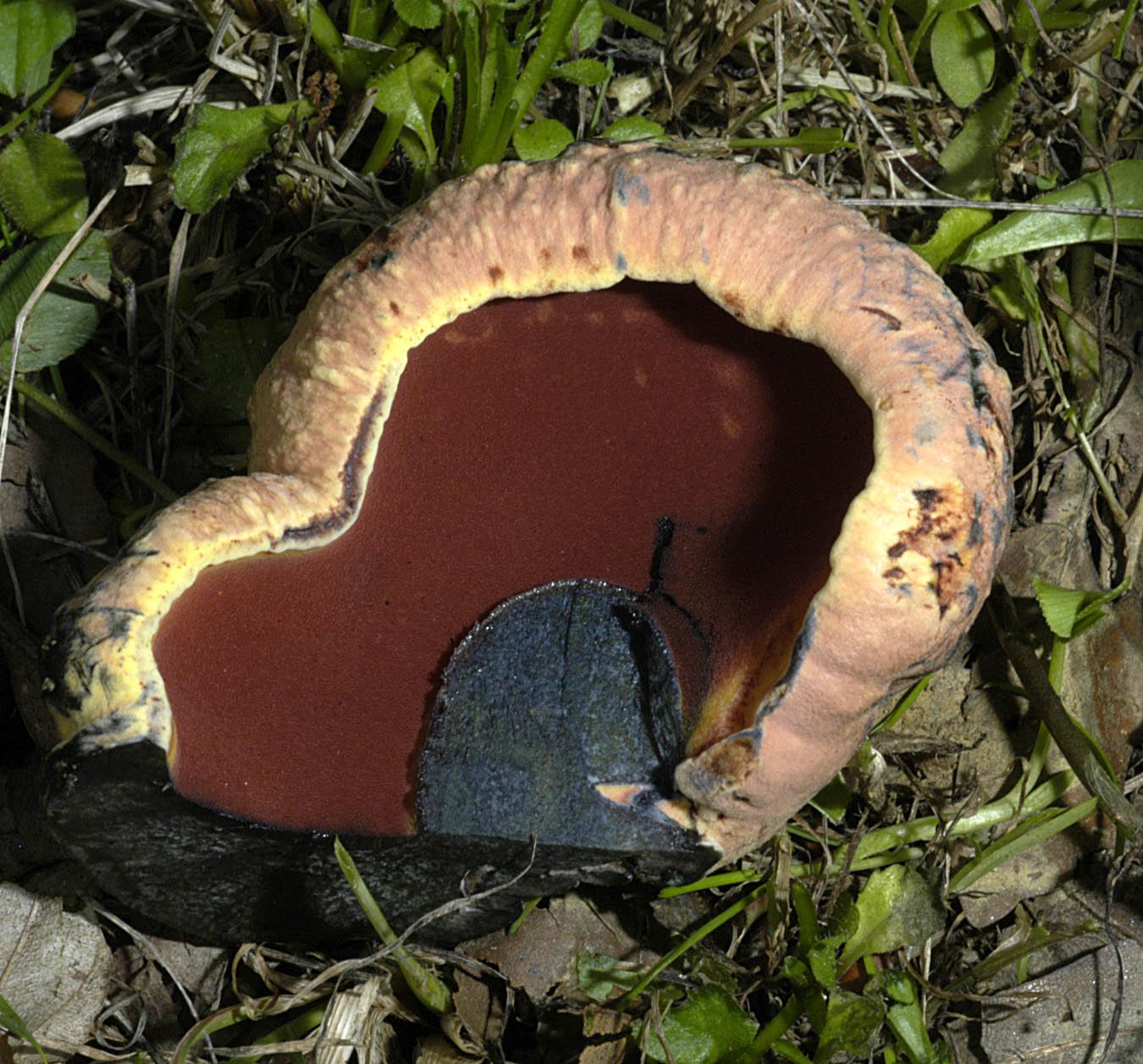 27052013084830 731 art 396 bol rhodopurpureus 5290 41 kopie