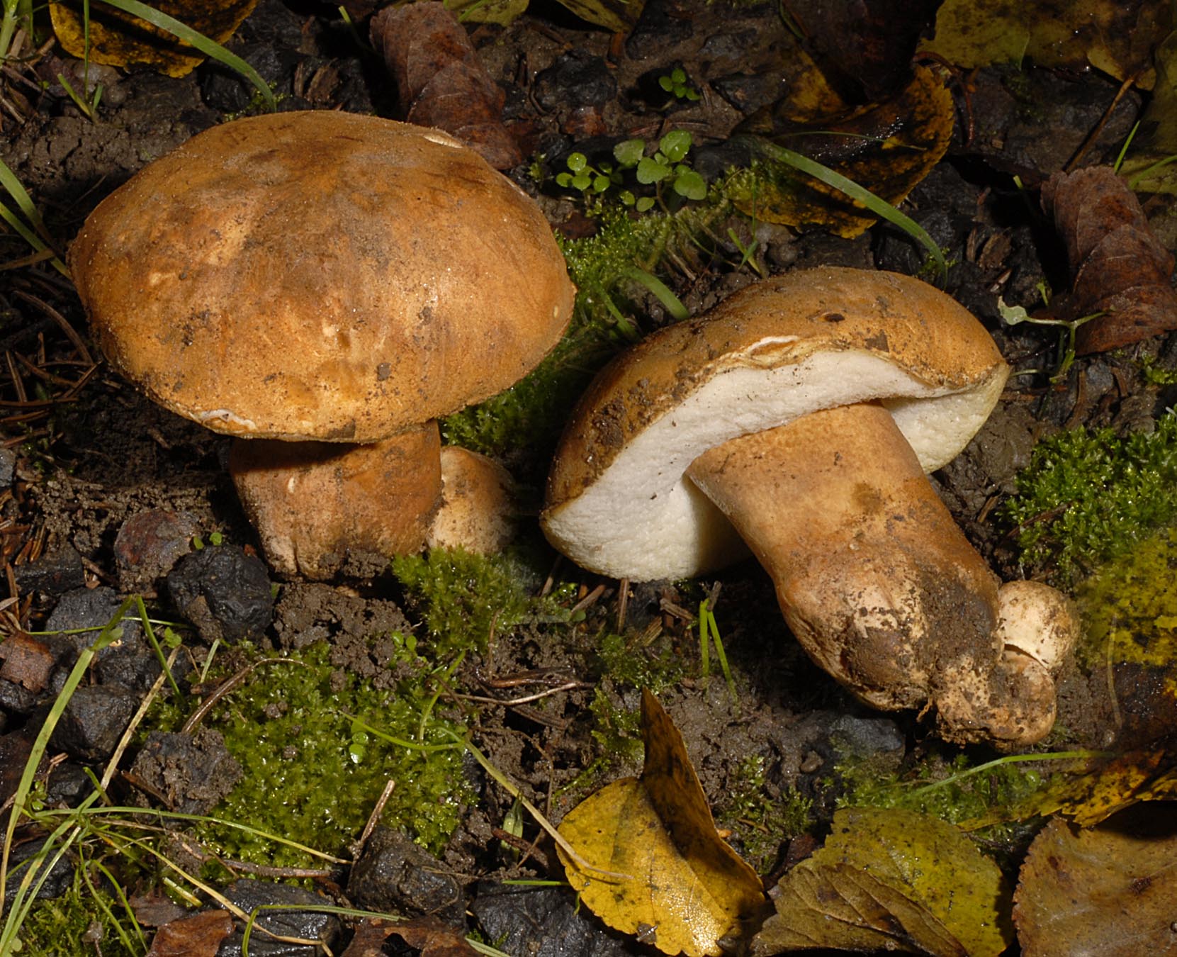 27052013125349 758 art 722 6715 gyr castaneus e15 kopie