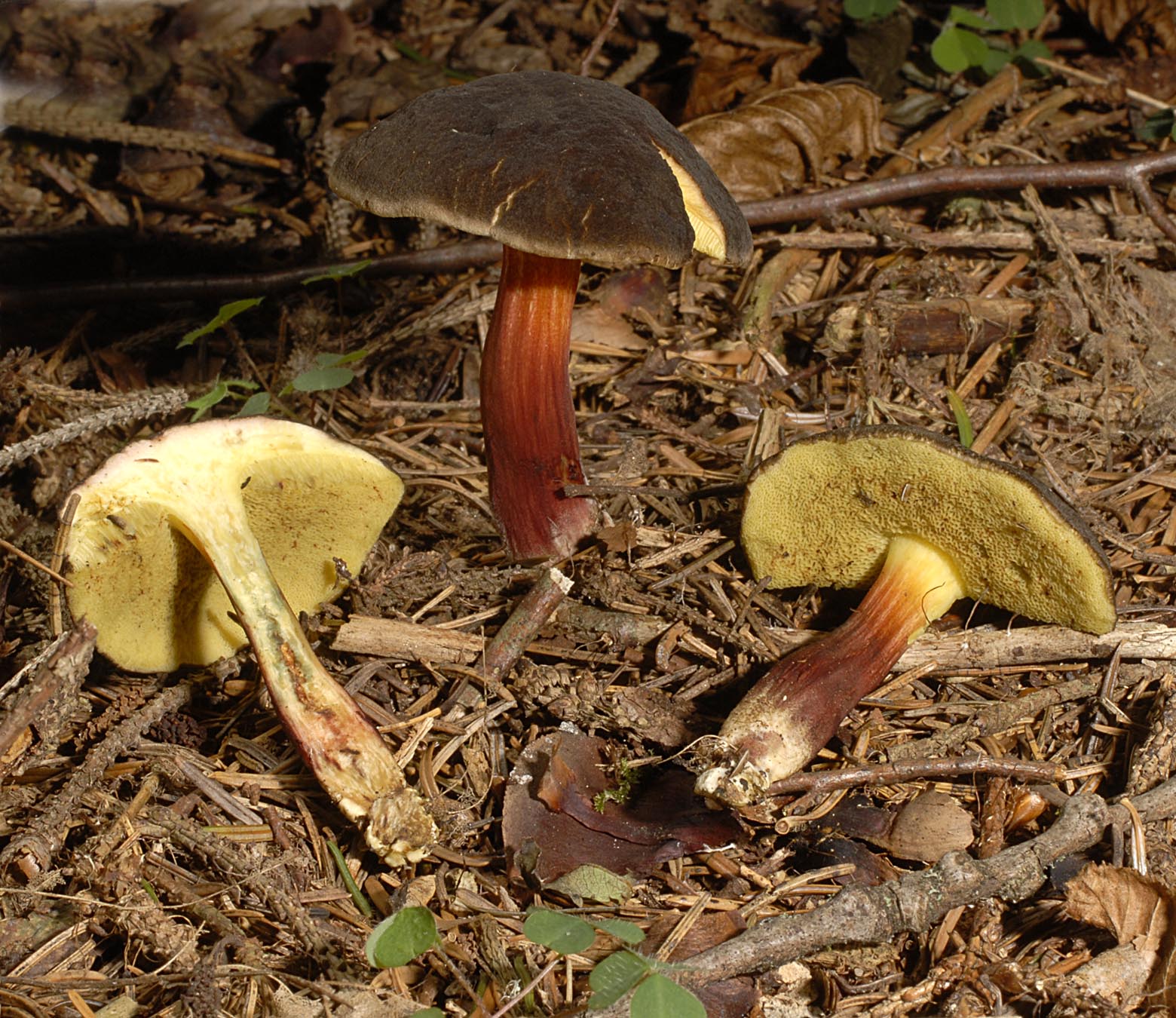 27052013125448 759 art 723 6835 xer pruinatus e24 kopie