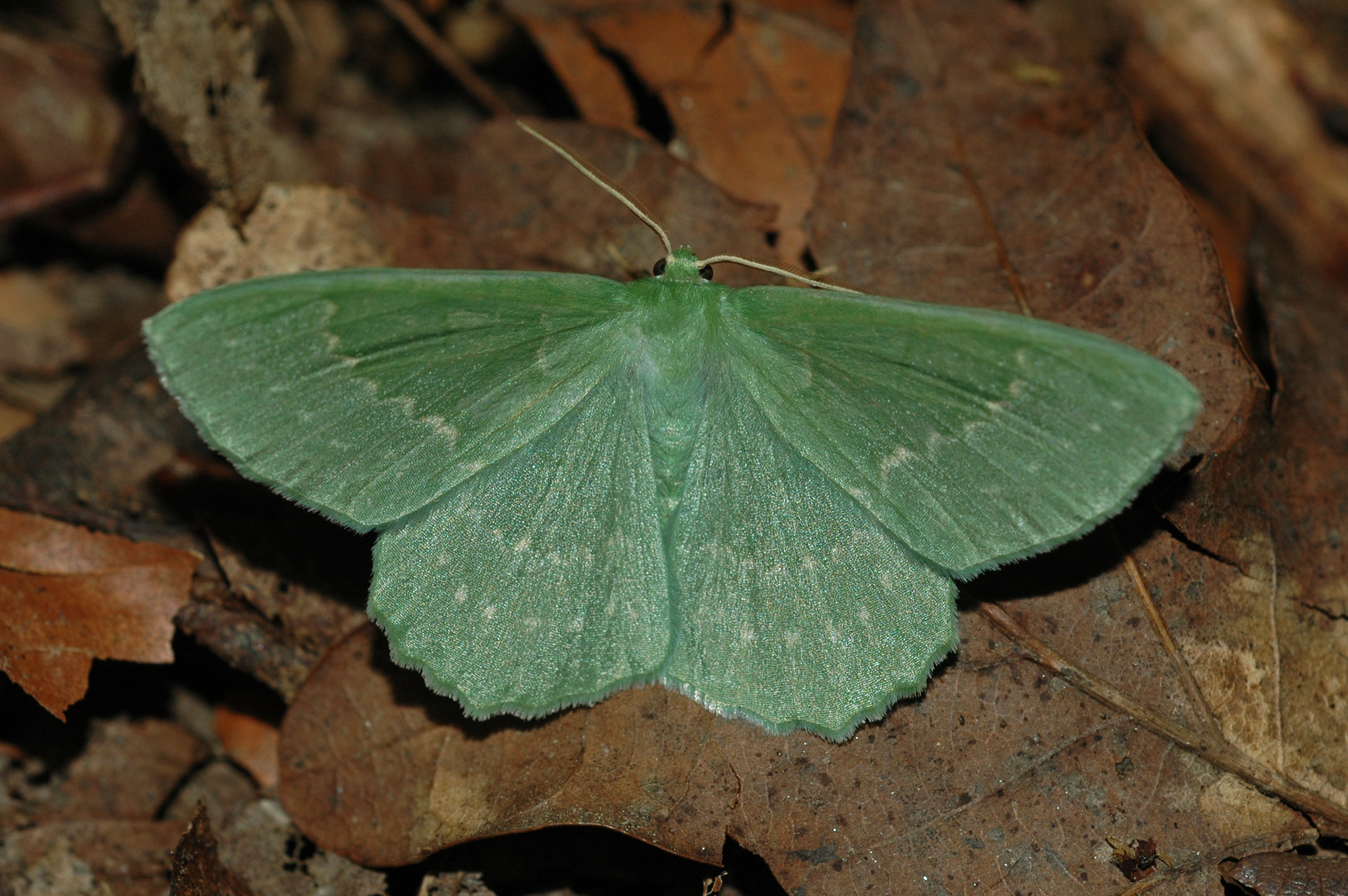27052013162223 788 art 430 geometra papilionaria 1