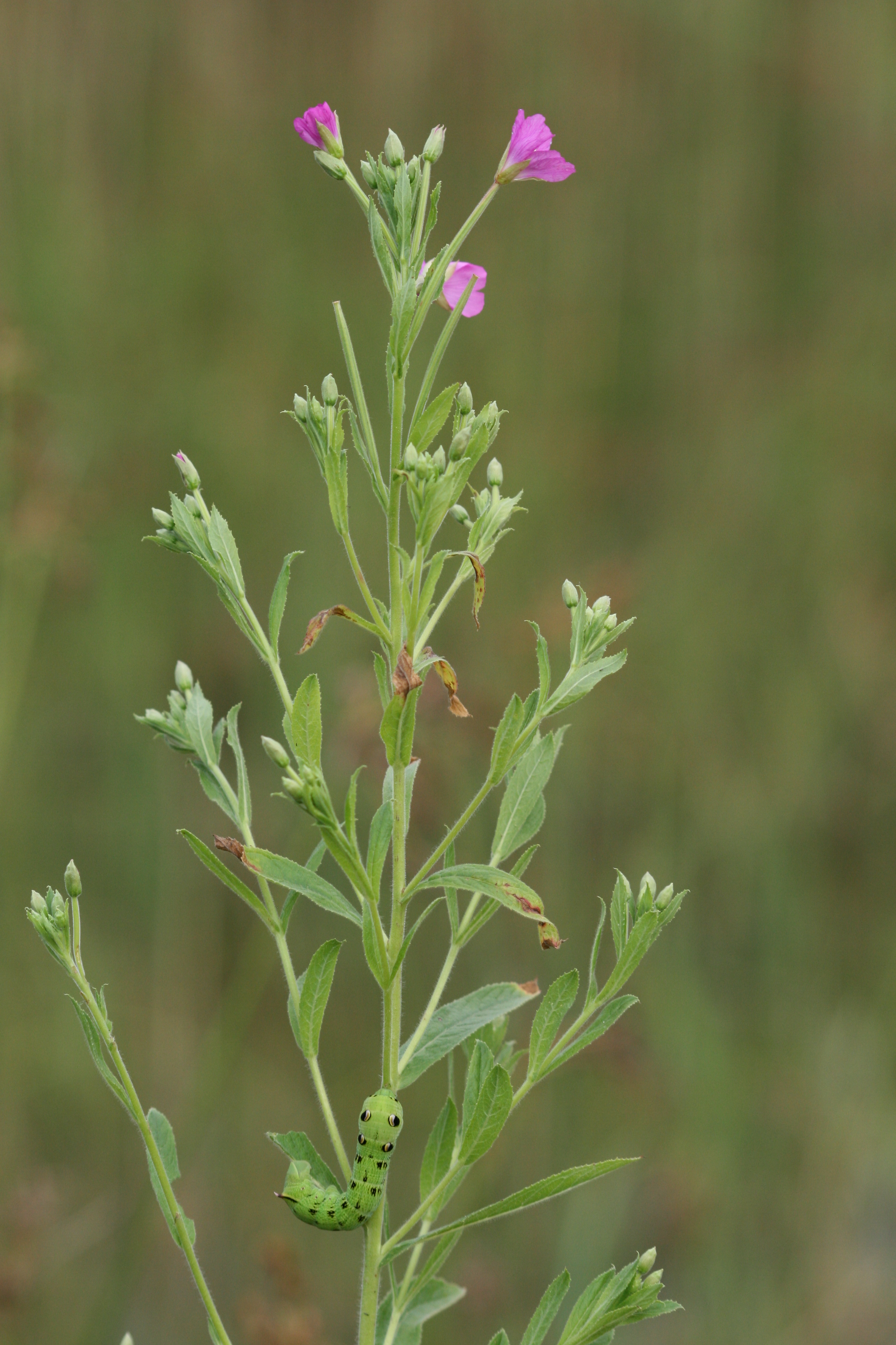 27072013214622 1194 art 1049 deilephila elpenor epilobium hirsutus kovagoors kis hegyes tu balaton oberland ungarn 89 6