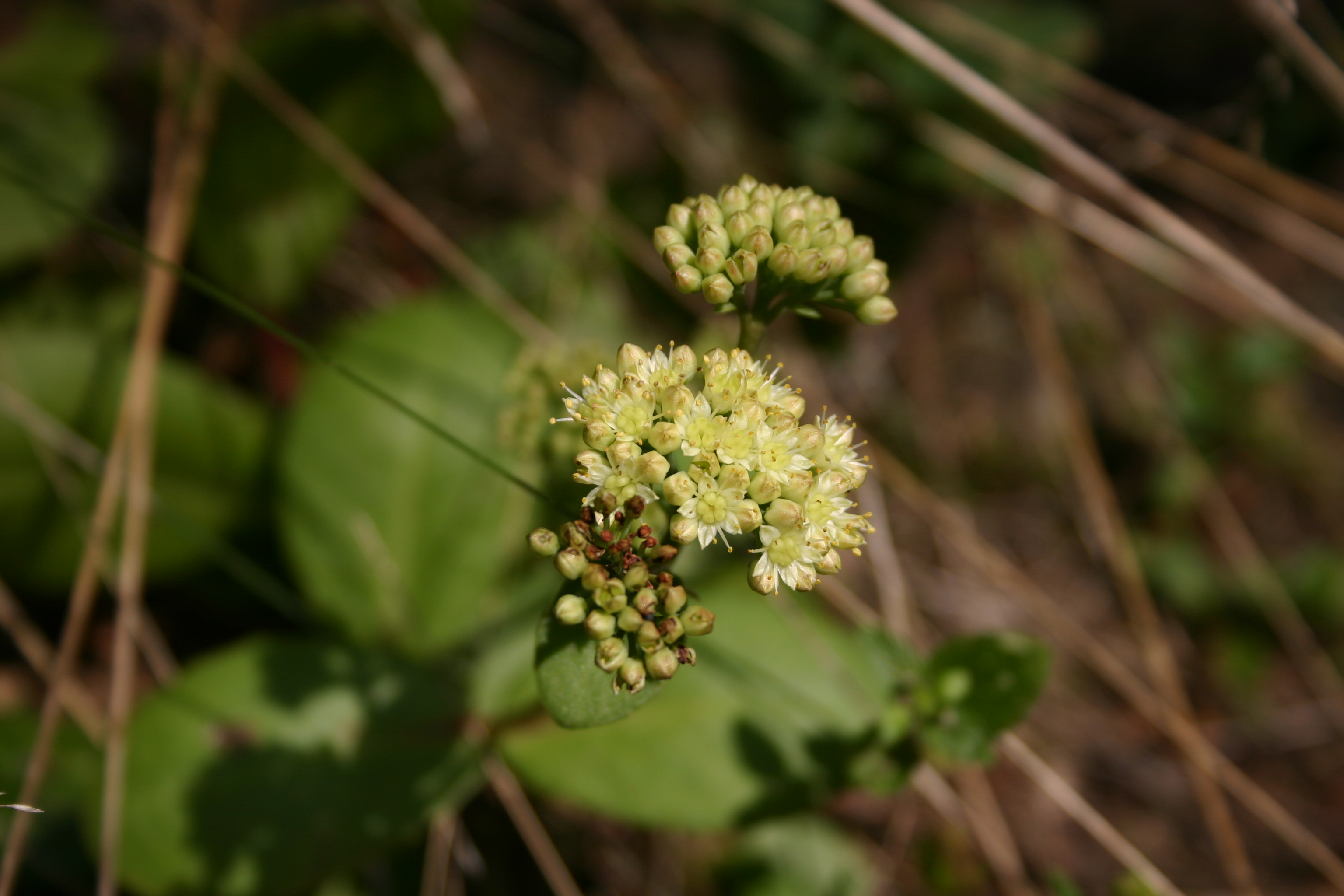 27072013221158 1196 art 1046 sedum maximum img 3182 3