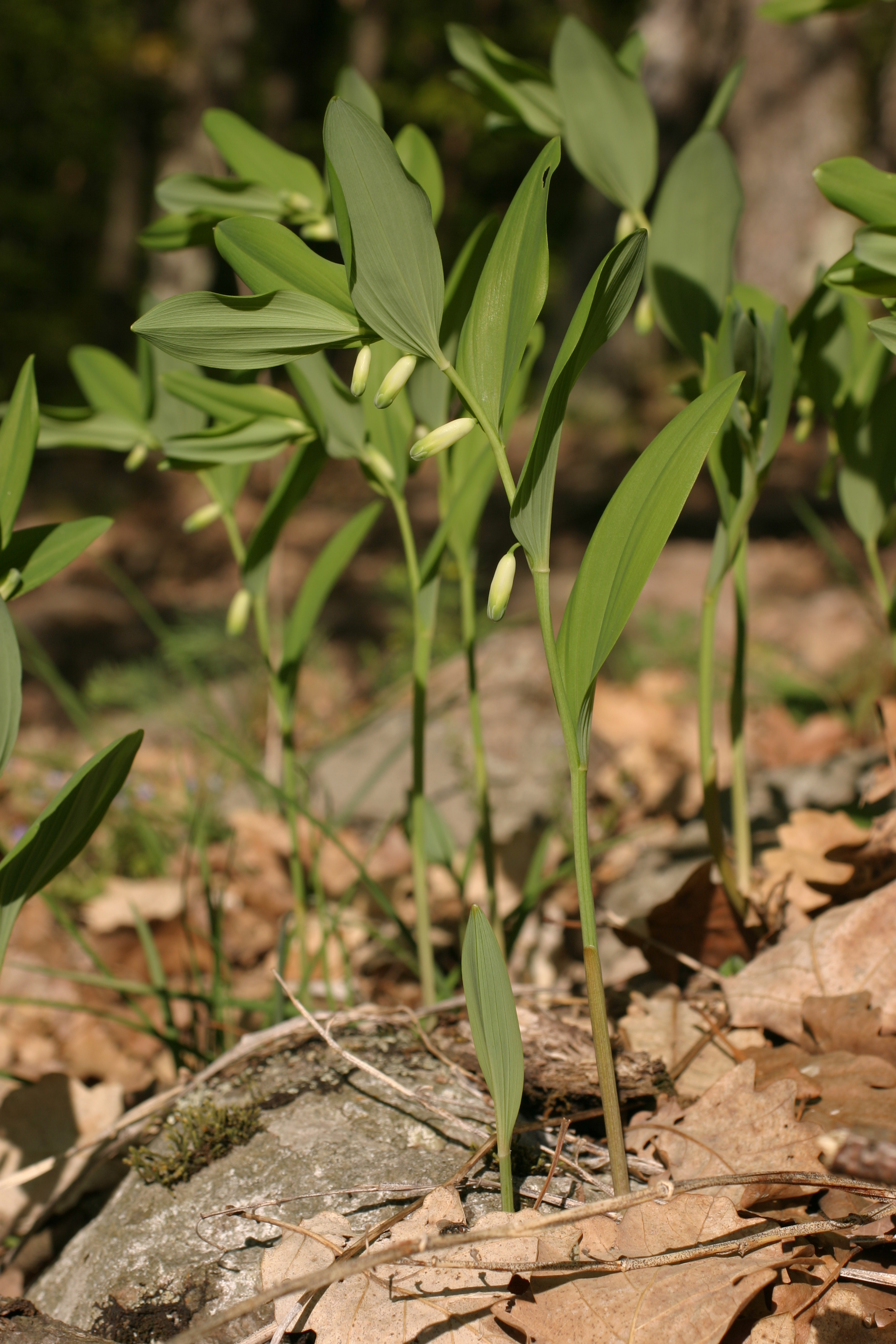 27072013221812 1197 art 1044 polygonatum odoratum glbgbargr img 7995 2