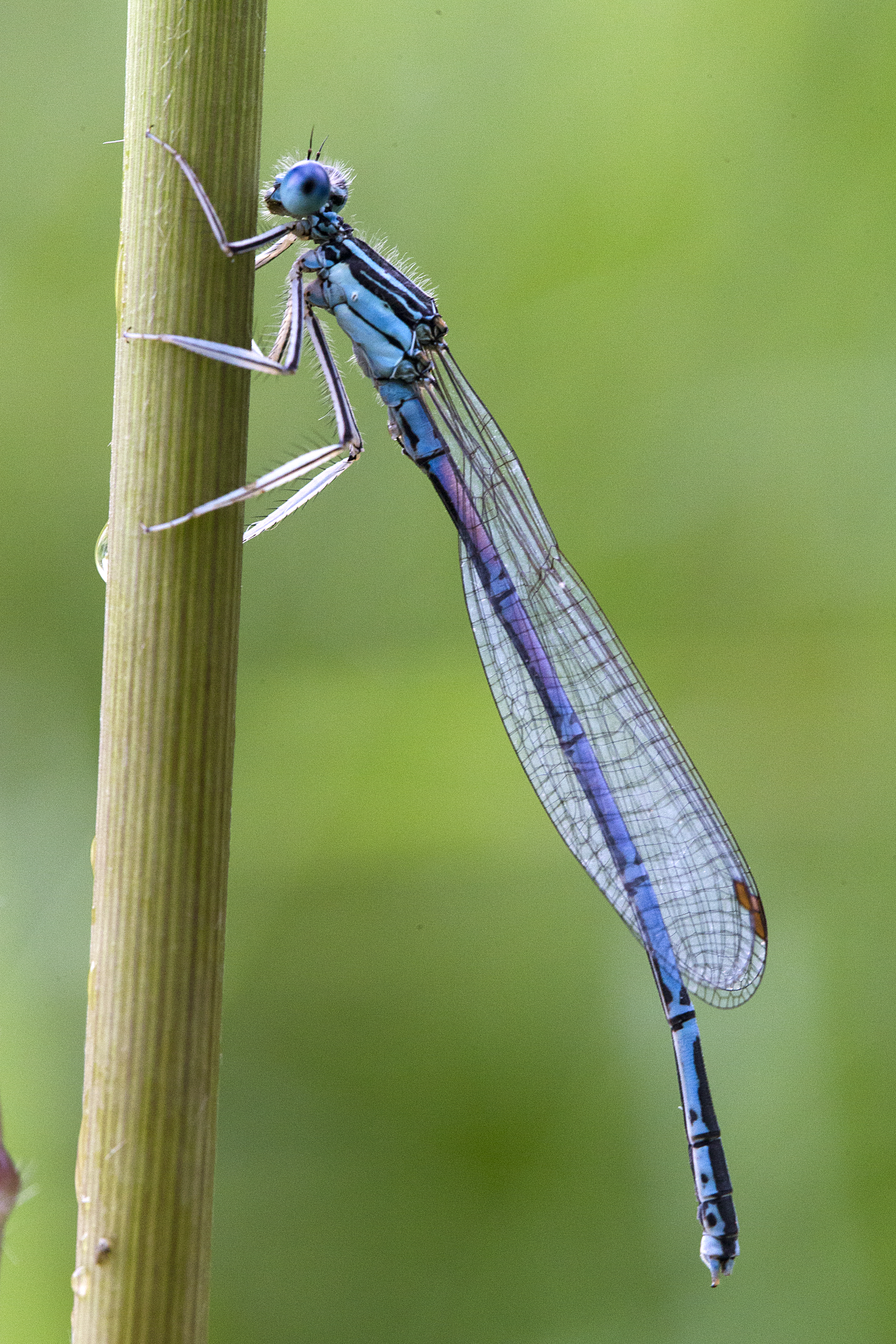 27082013215307 1633 art 926 platycnemis pennipes blaue federlibellem1.2