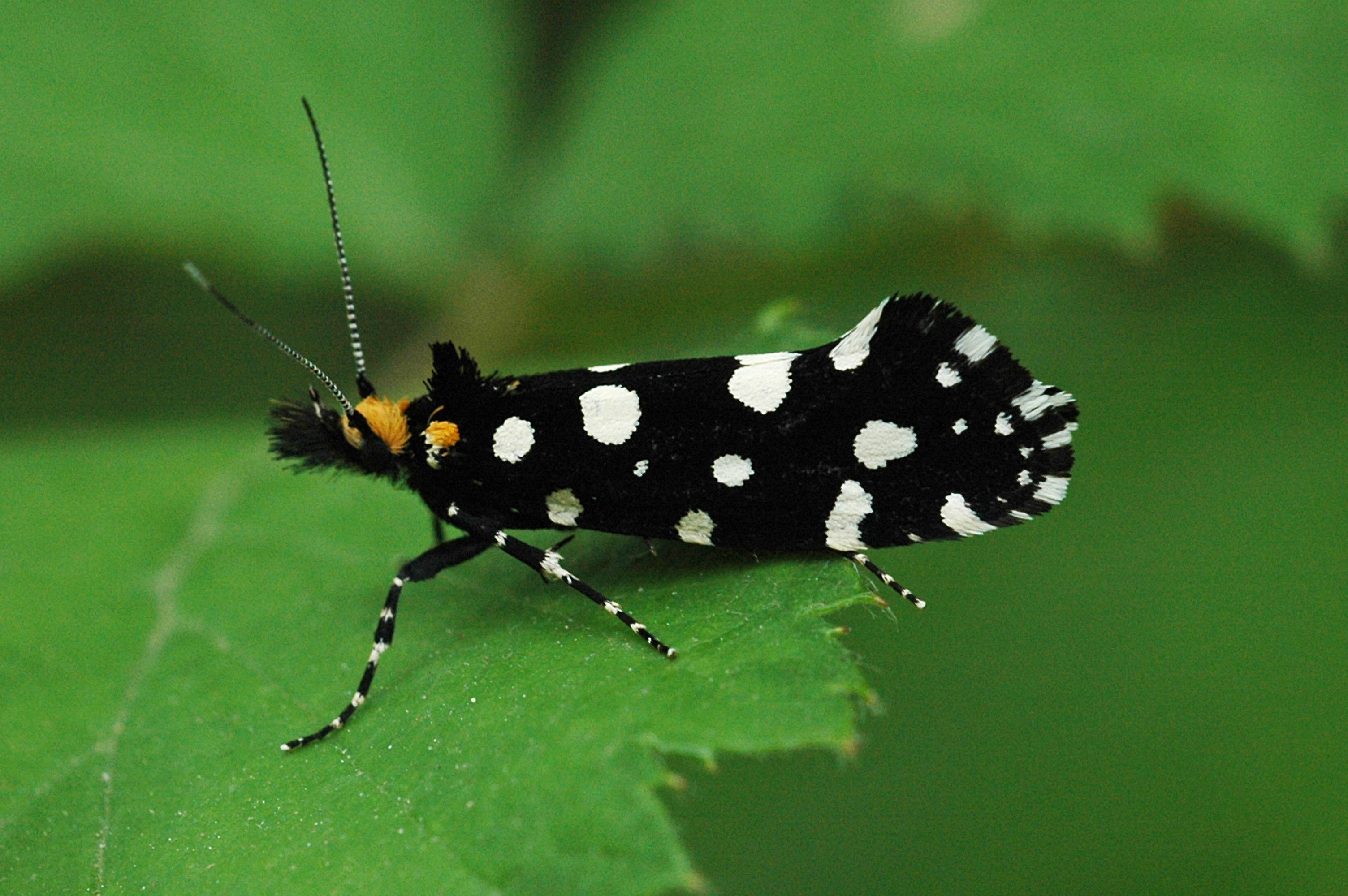 28052013113229 794 art 686 euplocamus anthracinalis anthrazitmotte