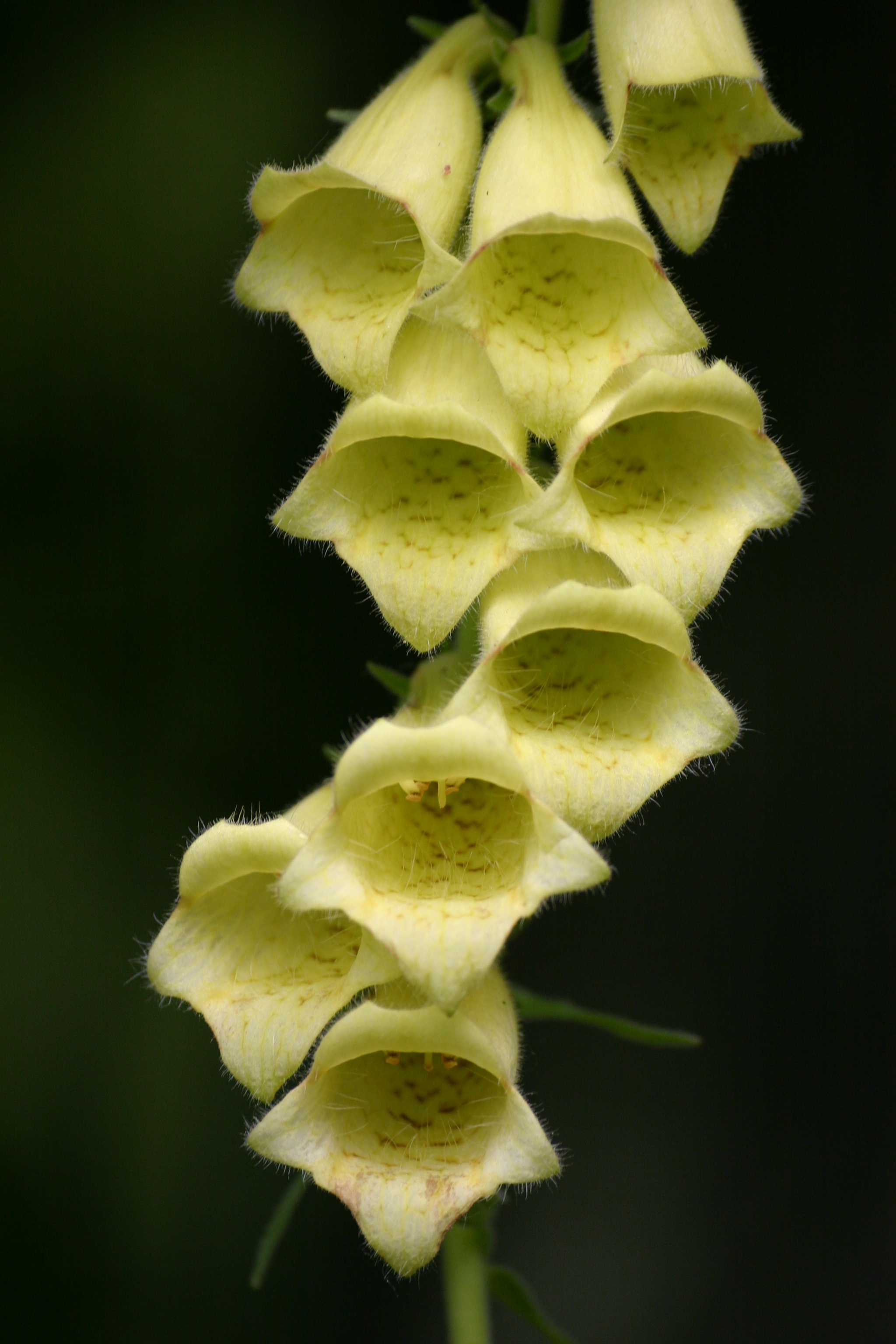 28082013214659 1694 art 1259 digitalis grandiflora bschaidkg bab img 1497 3