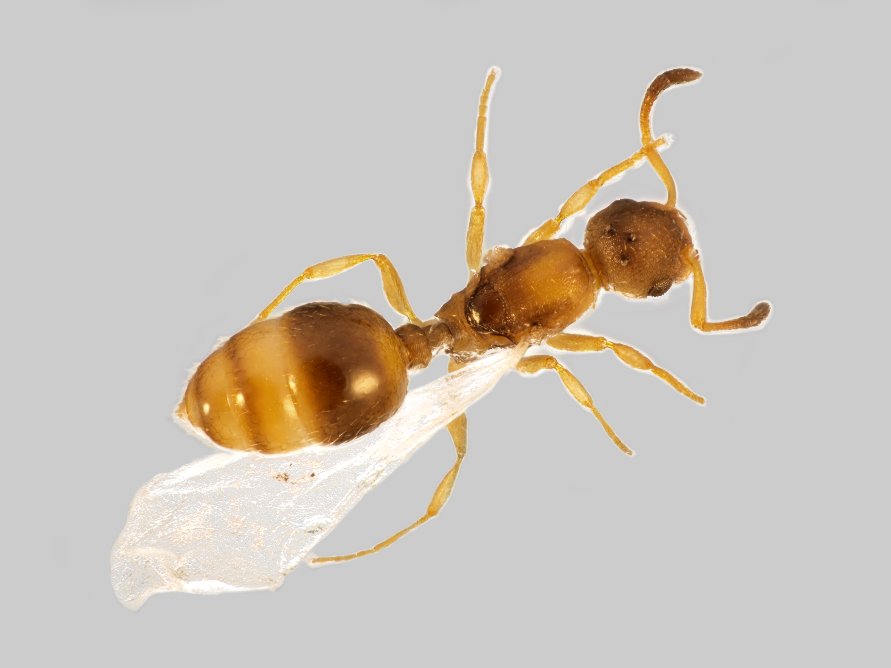 29042013131420 128 art 135 myrmoxenus ravauxi