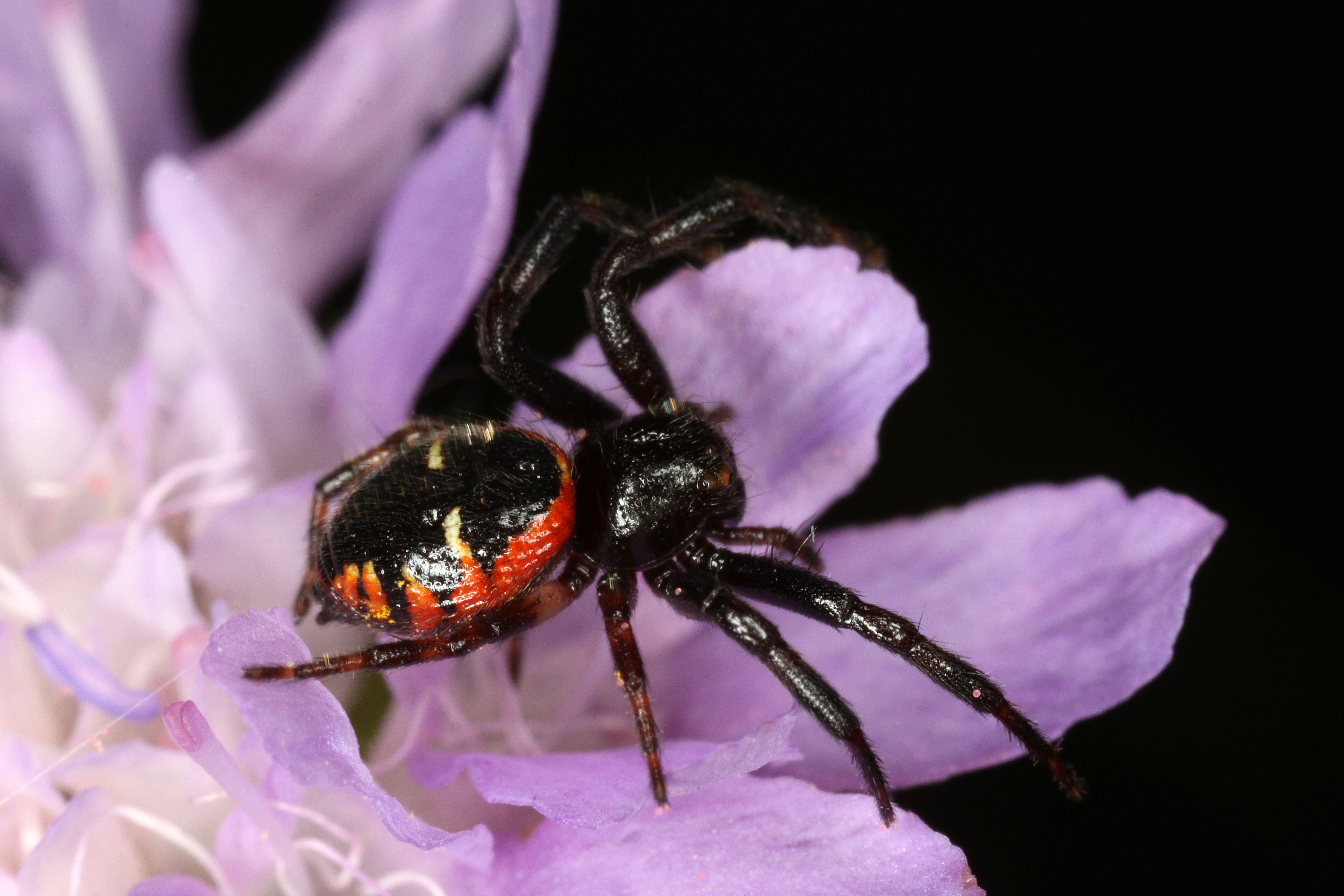 30052013125945 816 art 747  synaema globosum b mattersburg chko 30 6 2010 chko 8 korrf m