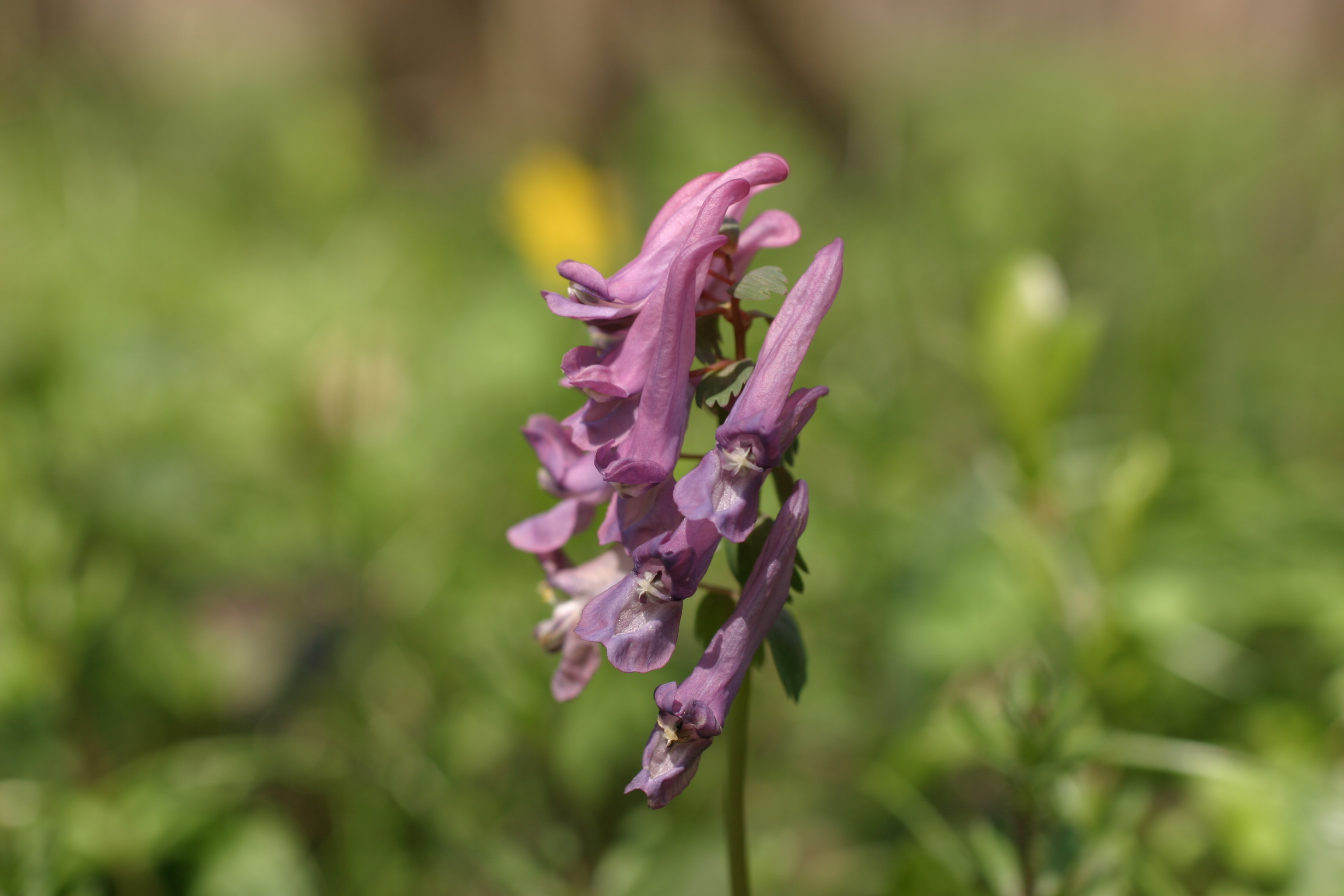 30082013182912 1716 art 1307 corydalis solida dietzen img 6928