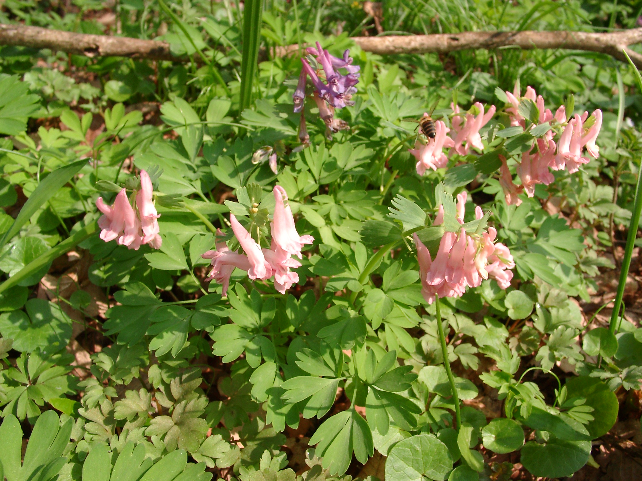 30082013183424 1719 art 1307 corydalis solida 04040006