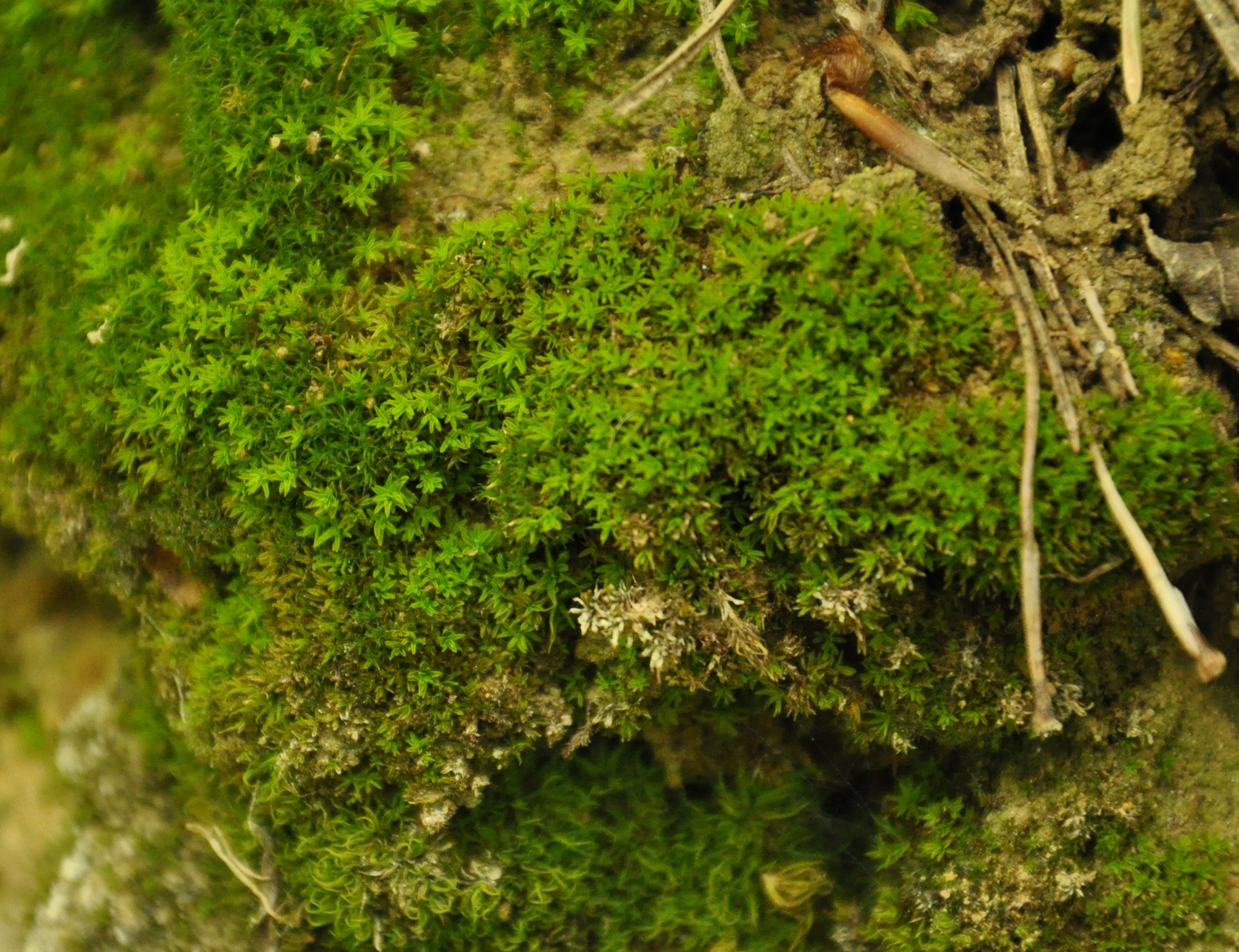 30082013210848 1732 art 1312 barbulaunguiculata dsc 0733