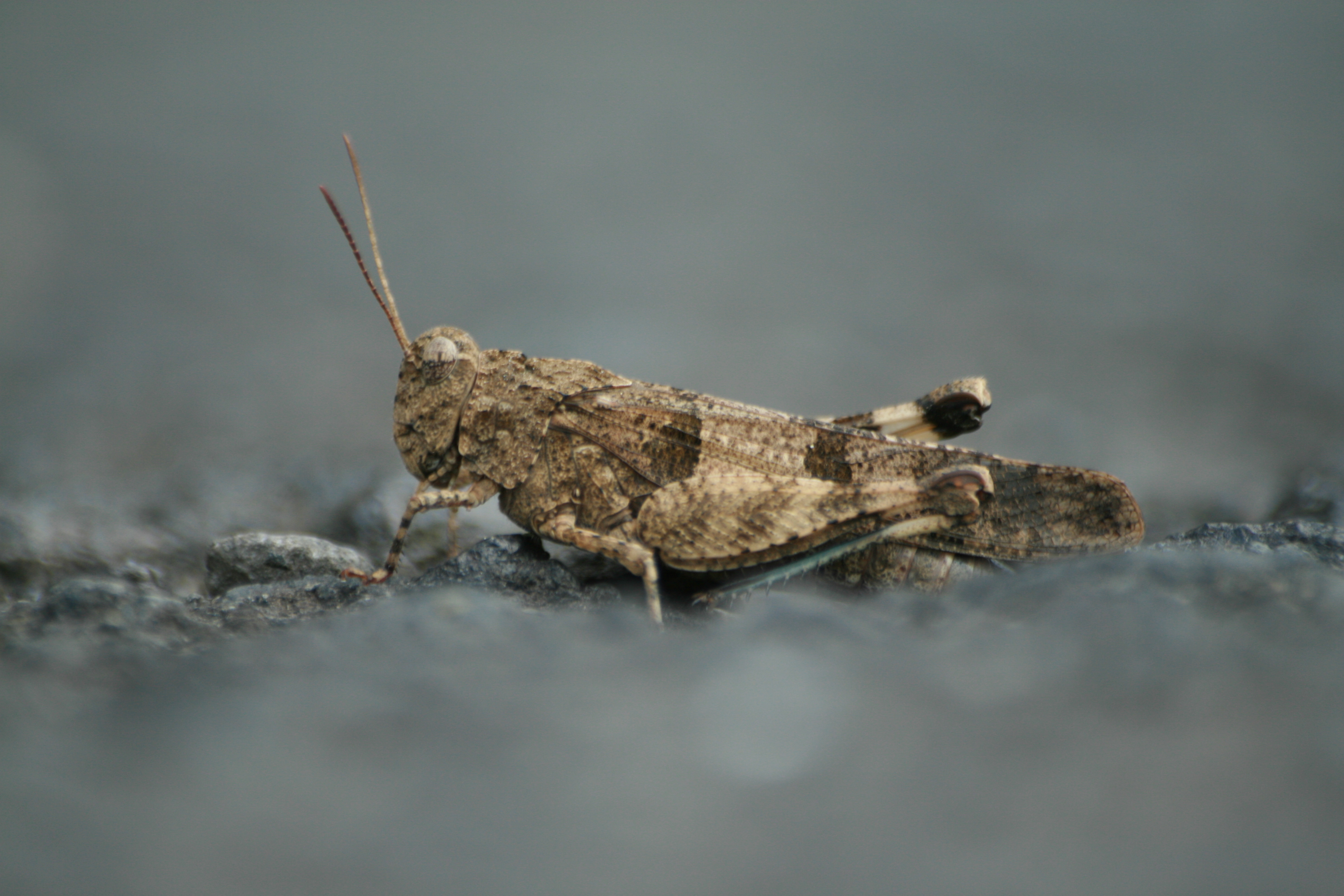 30082013220217 1744 art 1309 oedipoda caerulescens burgfried 0 044 2
