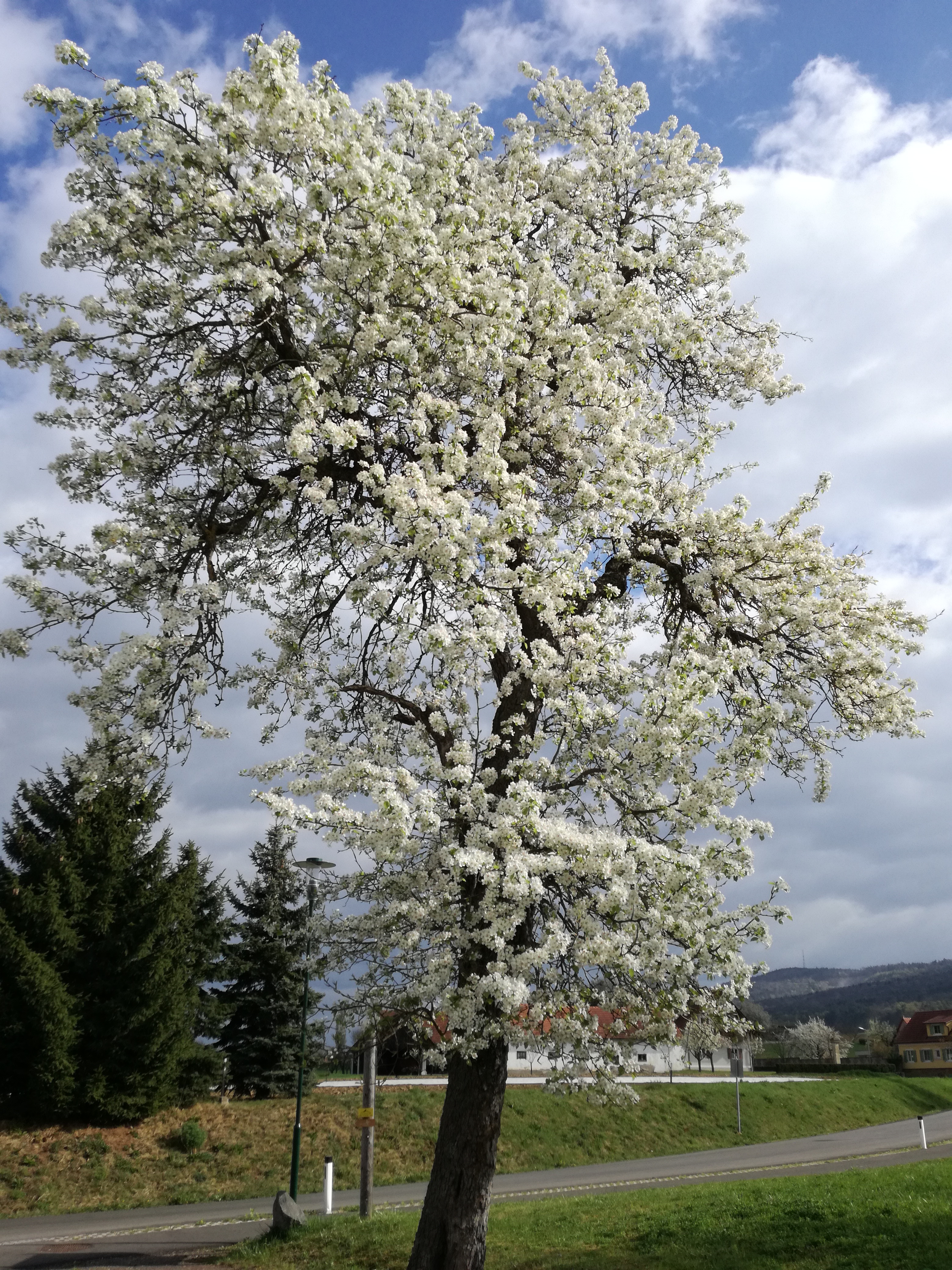 31052017130149 2912 art 745 img 20170406 094420