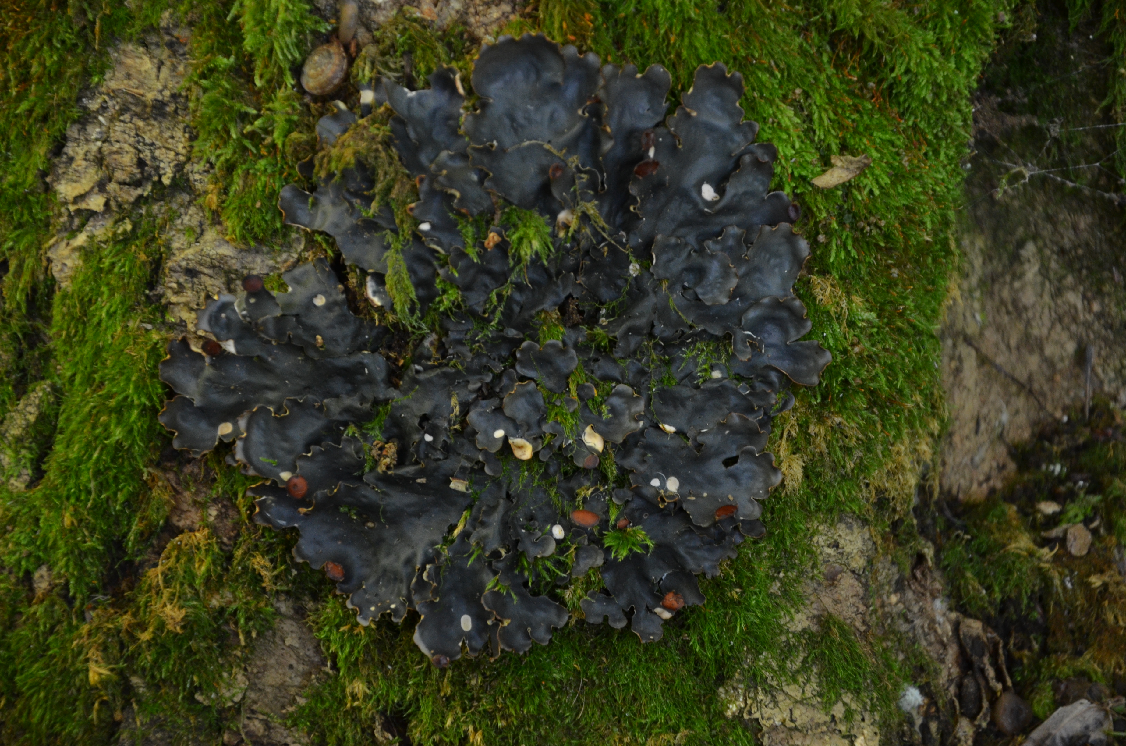 31072014003959 2598 art 1568 dsc 6837